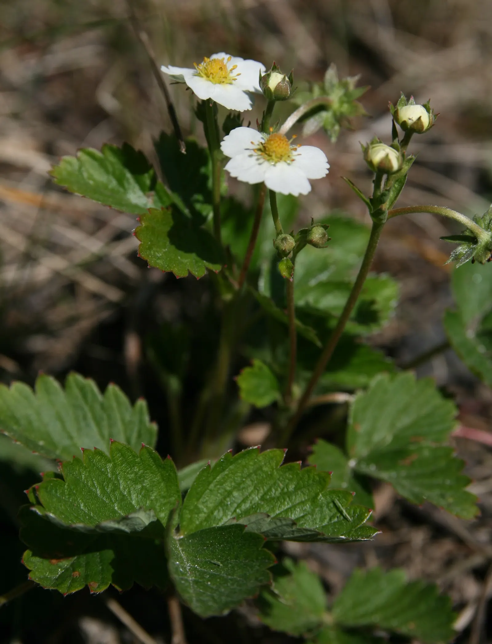 Woodland Strawberry (Fragaria Vesca Ssp. Californica) — drought-resistant once established; making it versatile for various garden settings.<br><br>Delicate