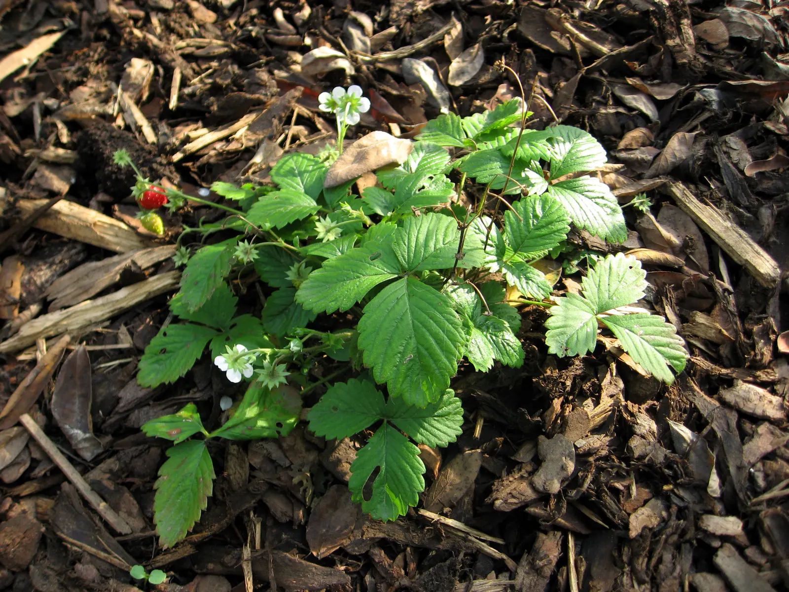 Woodland Strawberry (Fragaria Vesca Ssp. Californica) — trifoliate leaves create a lush, image 63