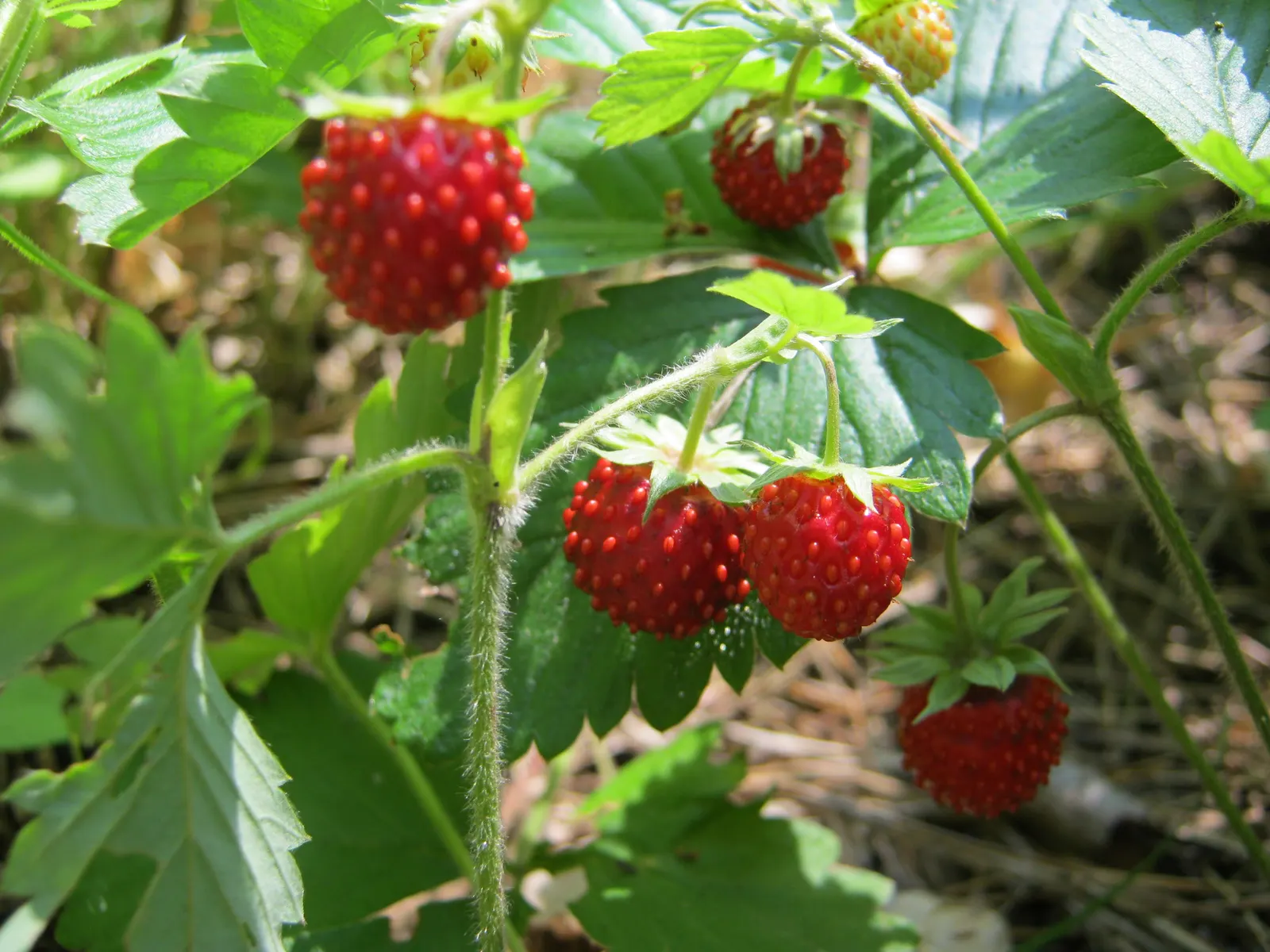 Woodland Strawberry (Fragaria Vesca Ssp. Californica) — making it versatile for various garden settings.<br><br>Delicate