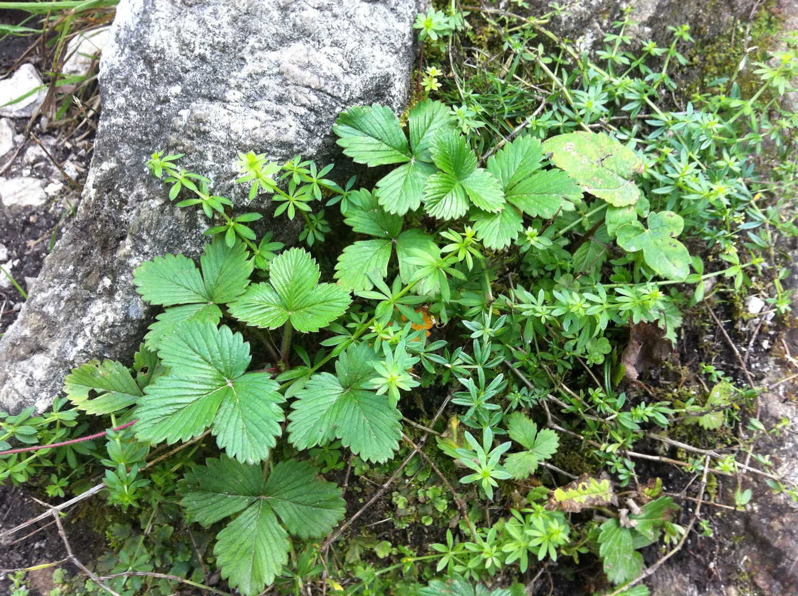 Woodland Strawberry (Fragaria Vesca Ssp. Californica) — With a height of about 6 inches and a spread of up to 12 inches, it forms a lush, low, image 54