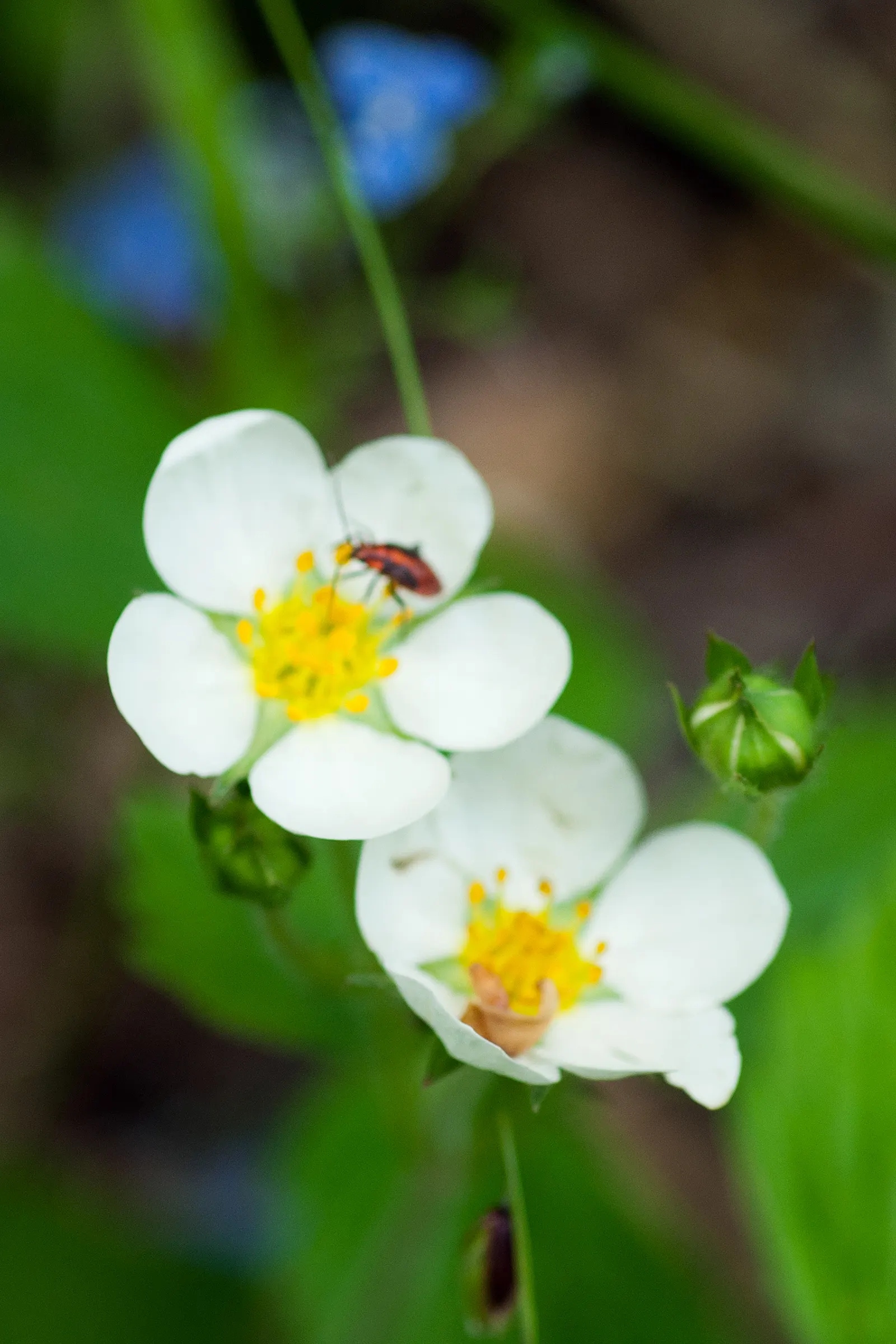 Woodland Strawberry (Fragaria Vesca Ssp. Californica) — and can act as an effective erosion control agent on slopes