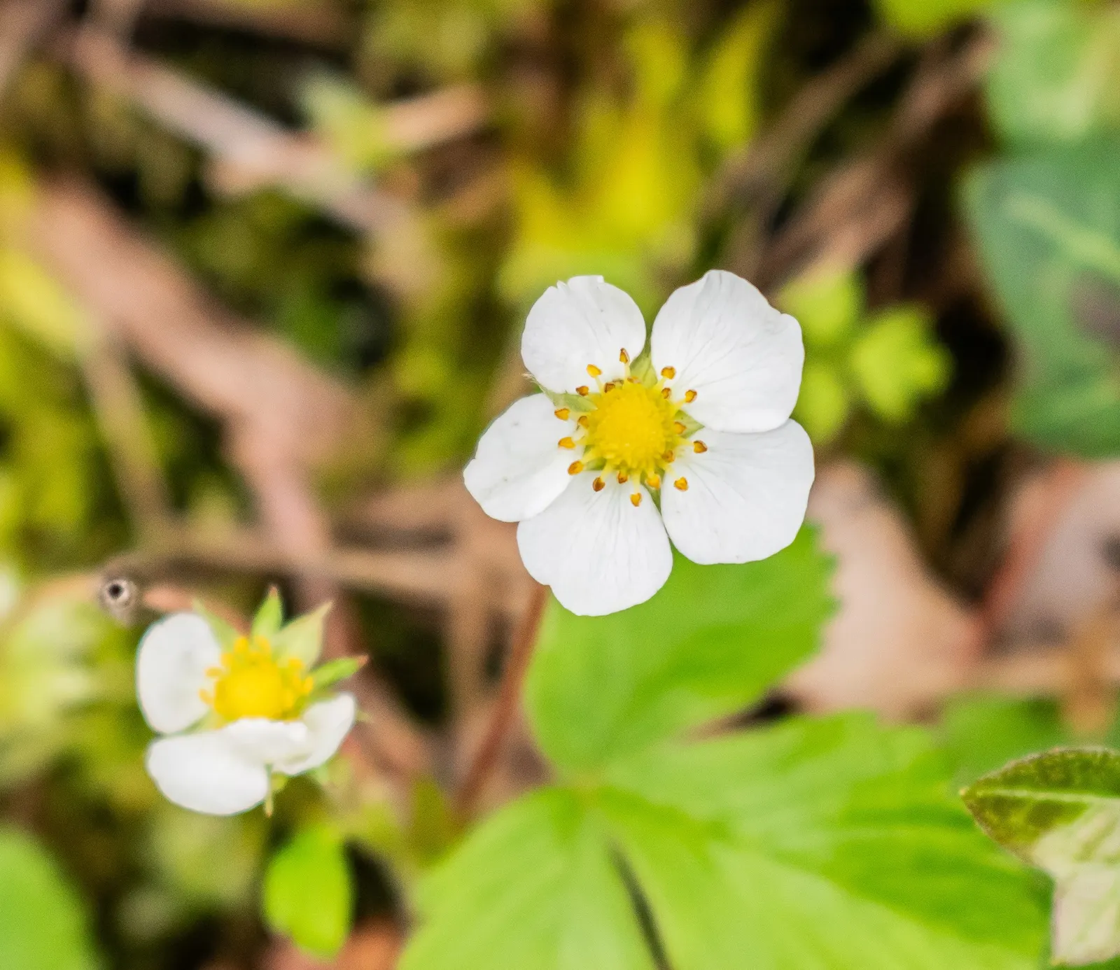 Woodland Strawberry (Fragaria Vesca Ssp. Californica) — green backdrop from which the dainty white flowers emerge in spring; drought-resistant once established