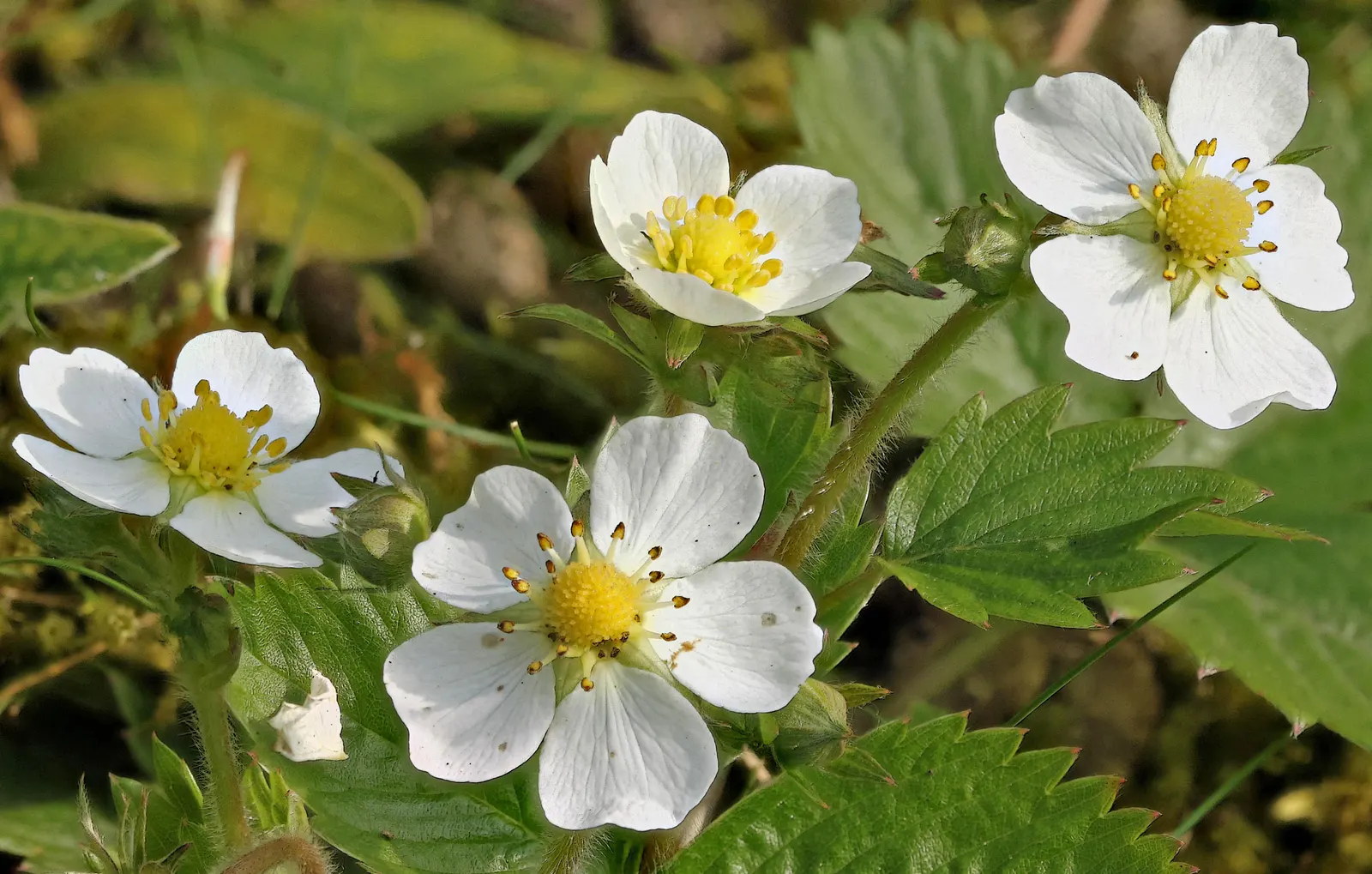 Woodland Strawberry (Fragaria Vesca Ssp. Californica) — The Woodland Strawberry, Fragaria vesca ssp