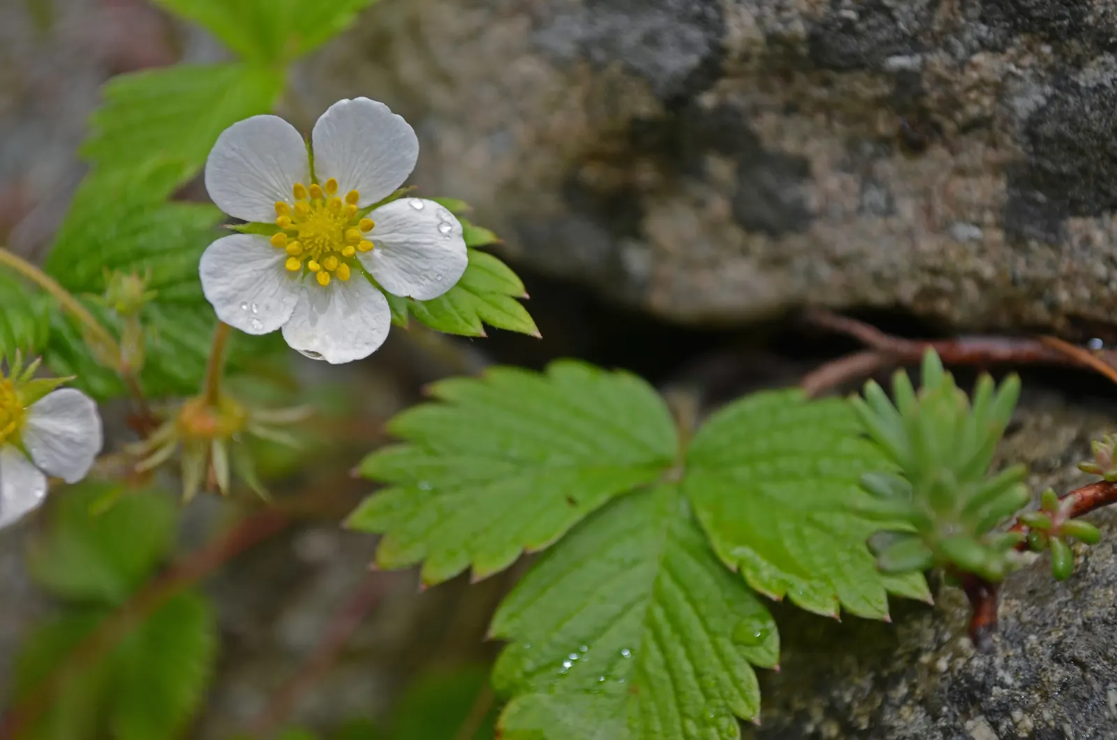 Woodland Strawberry (Fragaria Vesca Ssp. Californica) — green backdrop from which the dainty white flowers emerge in spring