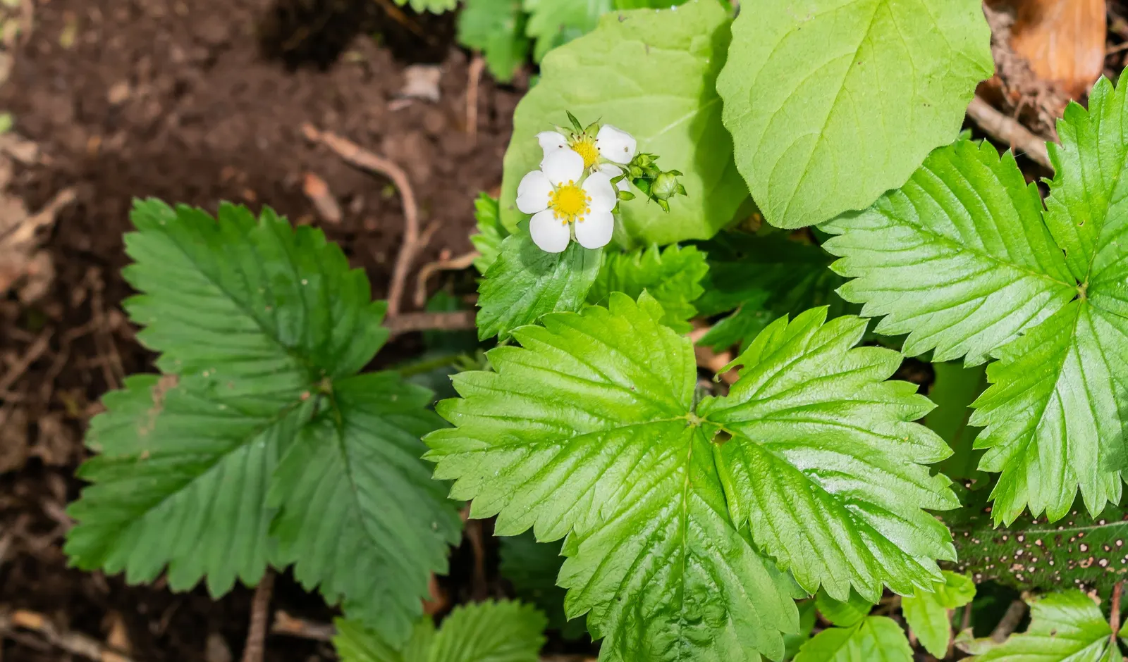 Woodland Strawberry (Fragaria Vesca Ssp. Californica) — The Woodland Strawberry, scientifically known as Fragaria vesca ssp; and can act as an, image 57
