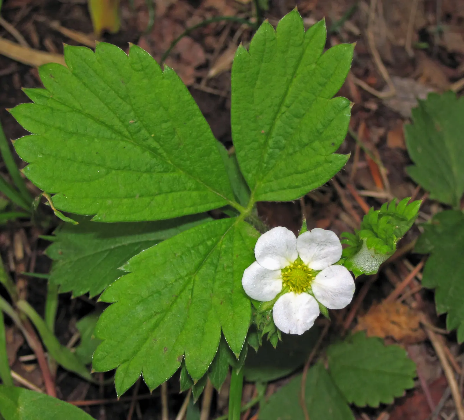 Woodland Strawberry (Fragaria Vesca Ssp. Californica) — With a height of about 6 inches and a spread of up to 12 inches, it forms a lush, low, image 79