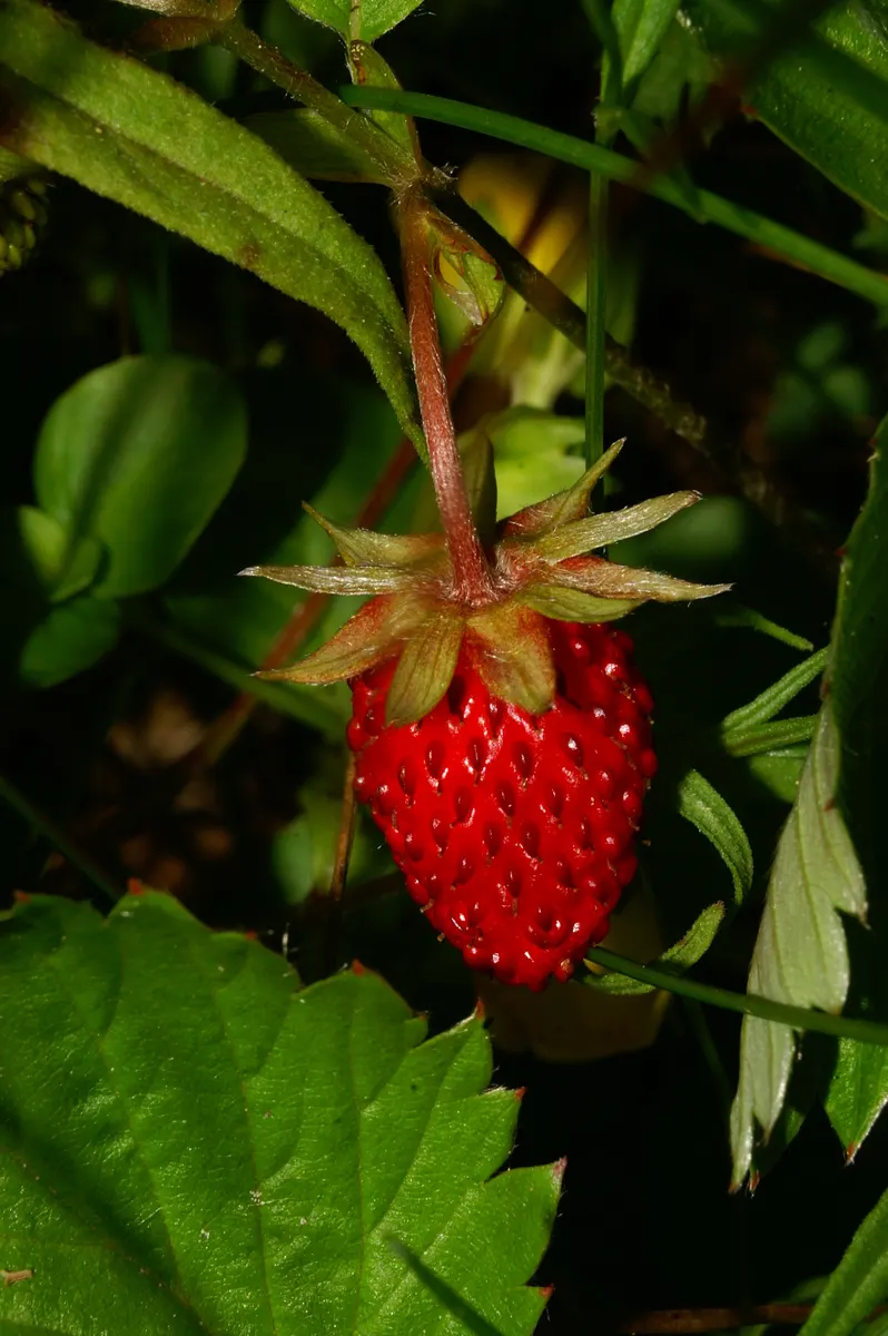 Woodland Strawberry (Fragaria Vesca Ssp. Californica) — allowing it to snugly nestle into small garden spaces or serve as an attractive groundcover