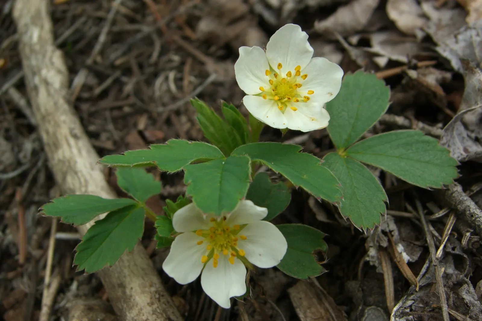Woodland Strawberry (Fragaria Vesca Ssp. Californica) — It boasts delicate white flowers and luscious red berries, approximately 0.5-1 inch in, image 53