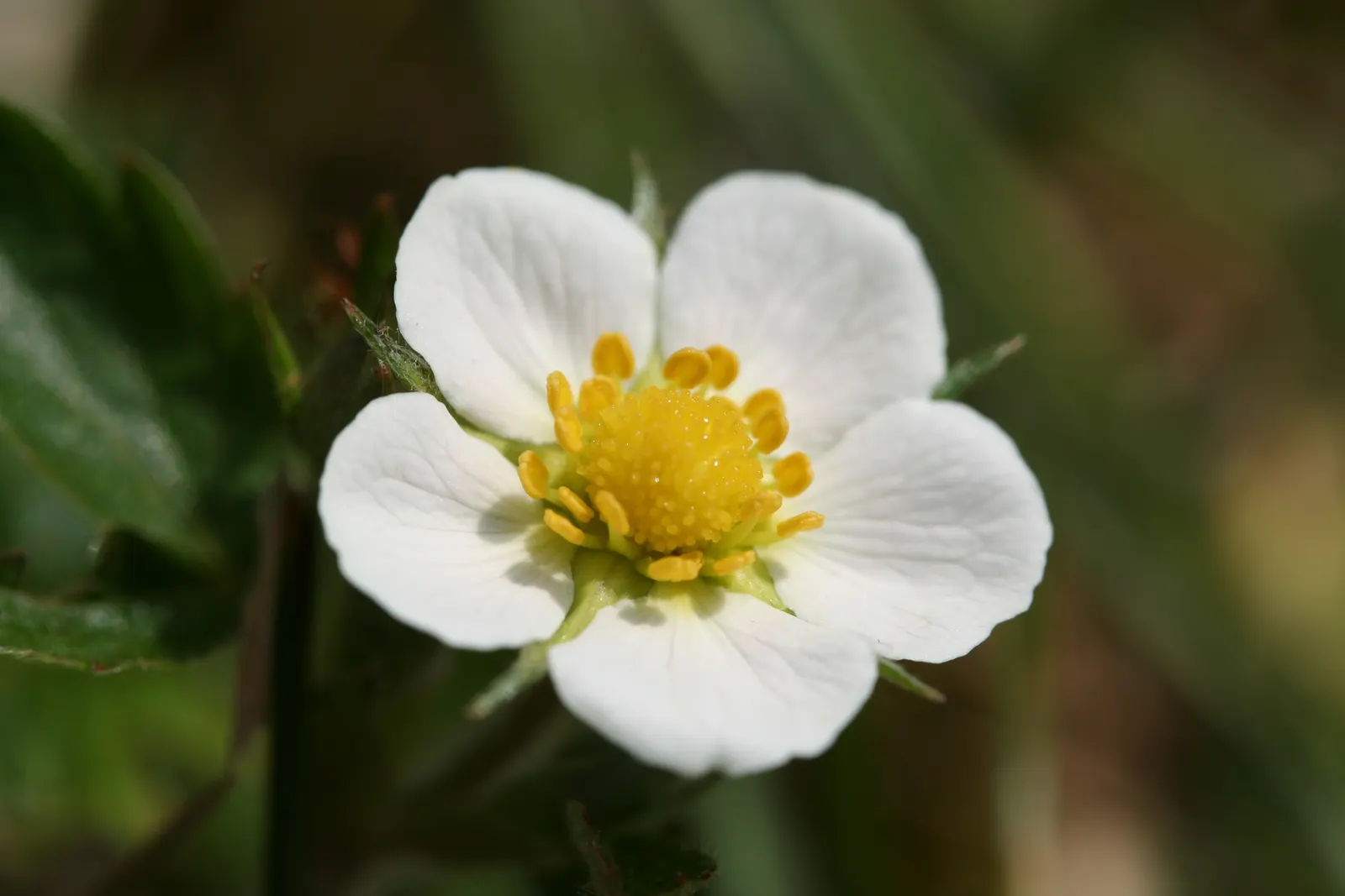 Woodland Strawberry (Fragaria Vesca Ssp. Californica) — Preferring partial shade, this hardy plant endows gardens with edible fruit and year-round interest