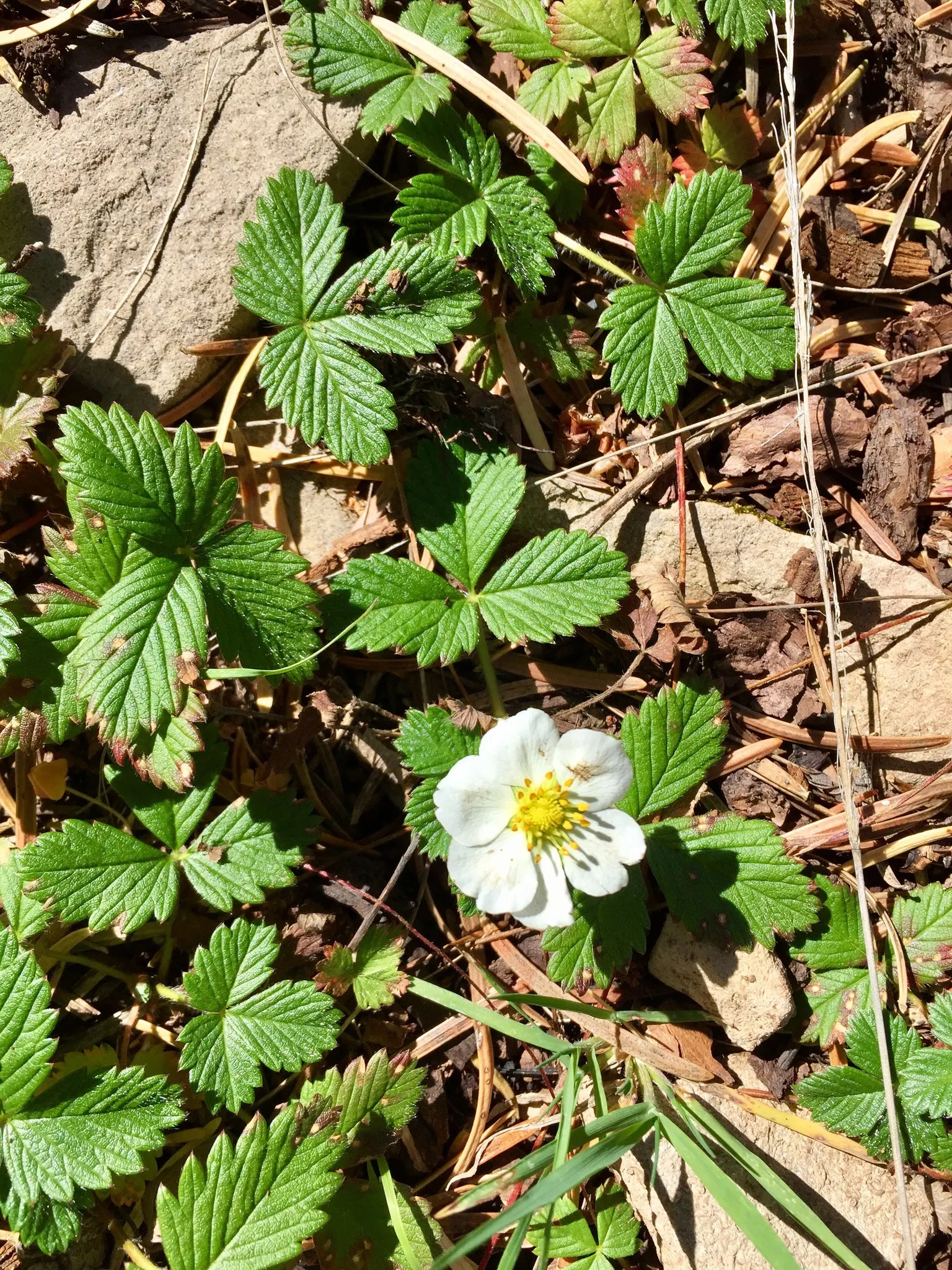 Woodland Strawberry (Fragaria Vesca Ssp. Californica) — the Woodland Strawberry is low-maintenance; preferring partial shade, this hardy plant, image 69