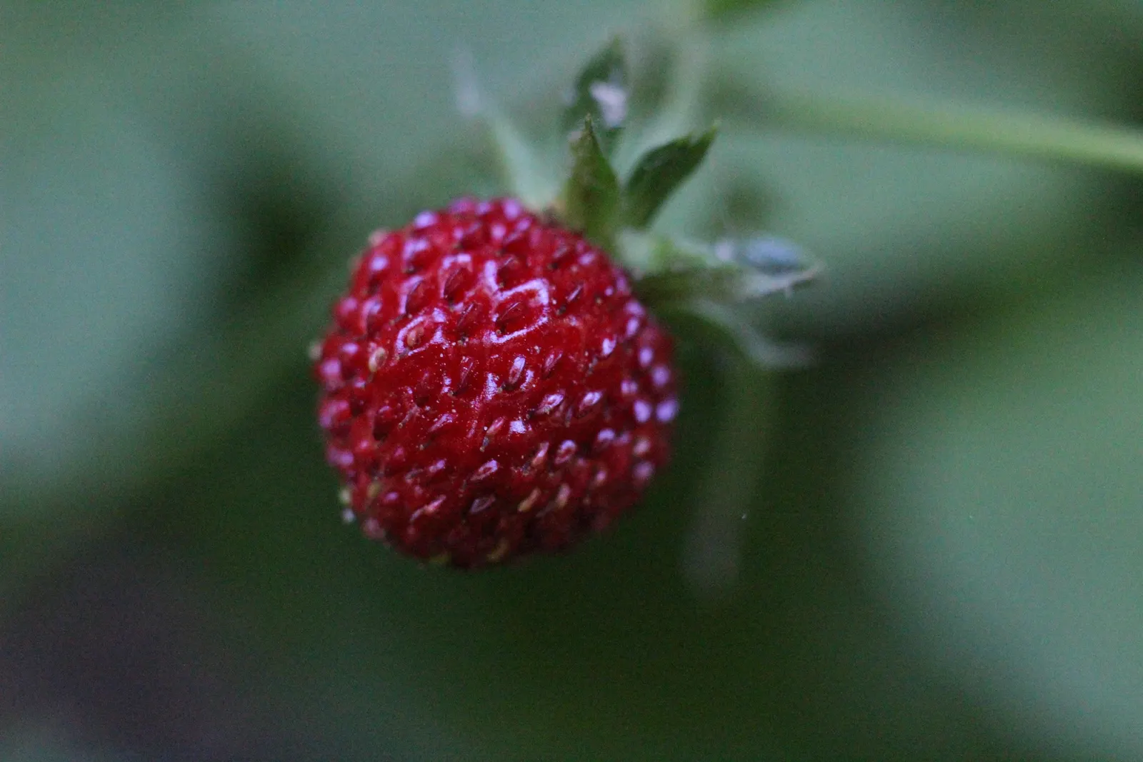 Woodland Strawberry (Fragaria Vesca Ssp. Californica) — trifoliate leaves create a lush