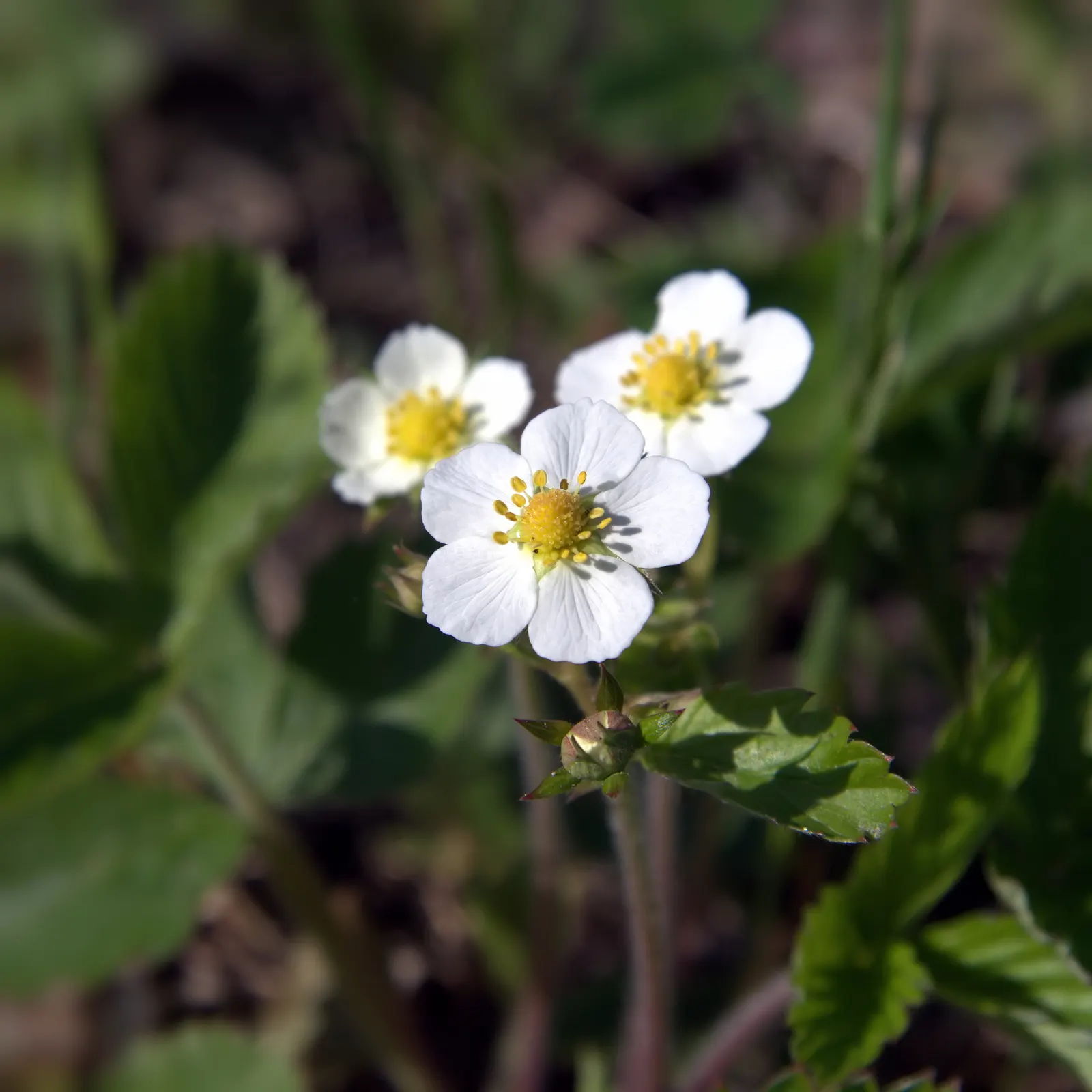 Woodland Strawberry (Fragaria Vesca Ssp. Californica) — the Woodland Strawberry is low-maintenance