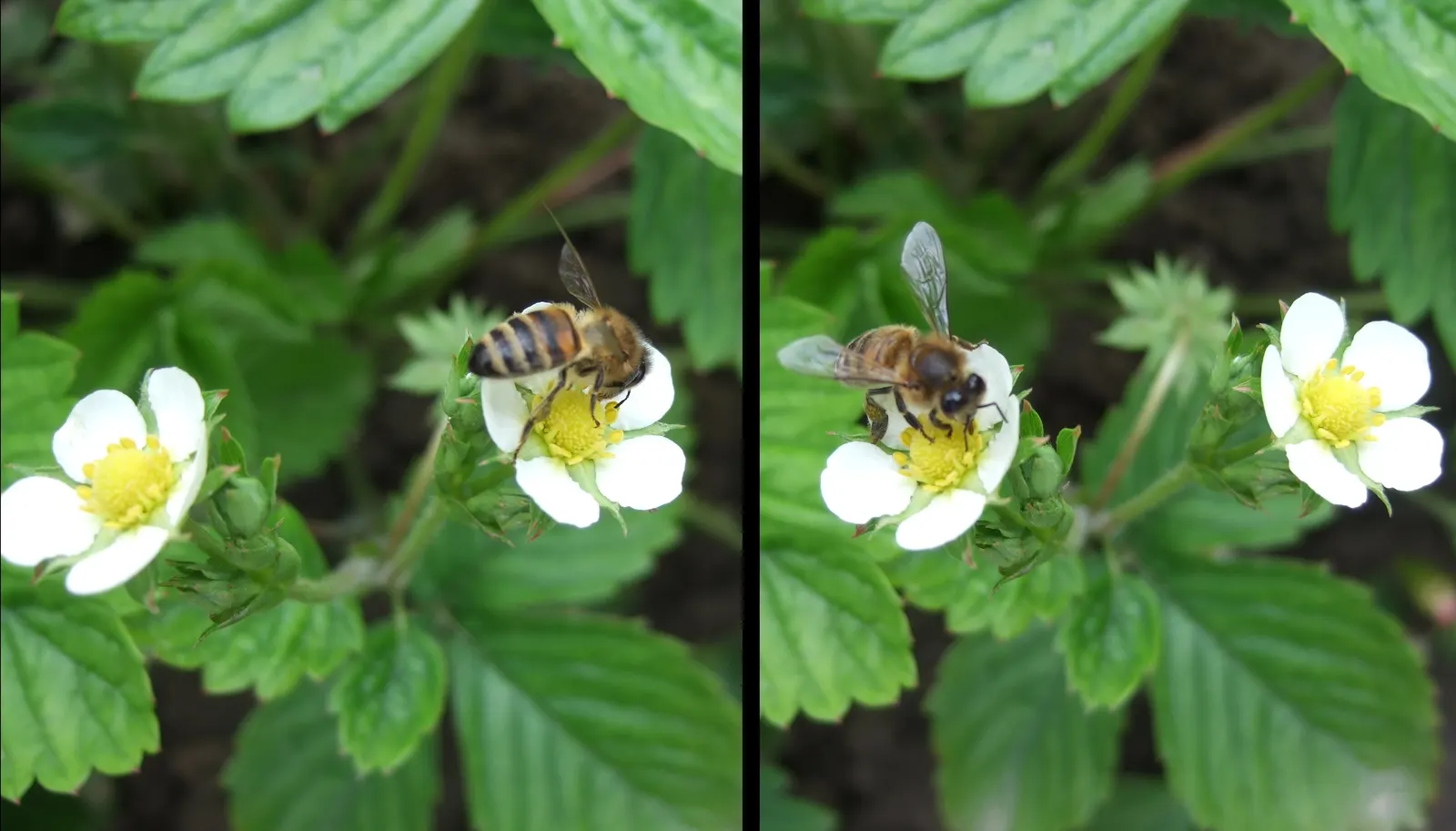 Woodland Strawberry (Fragaria Vesca Ssp. Californica) — Ideal for borders and naturalistic plantings; green backdrop from which the dainty white, image 81