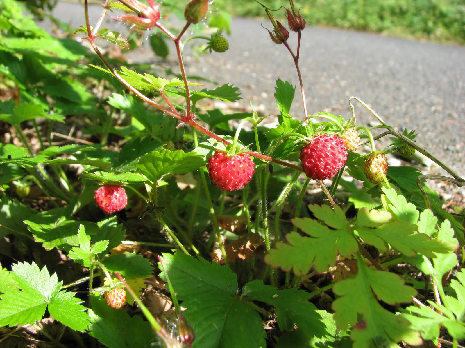 Woodland Strawberry (Fragaria Vesca Ssp. Californica) — yet exceedingly flavorful