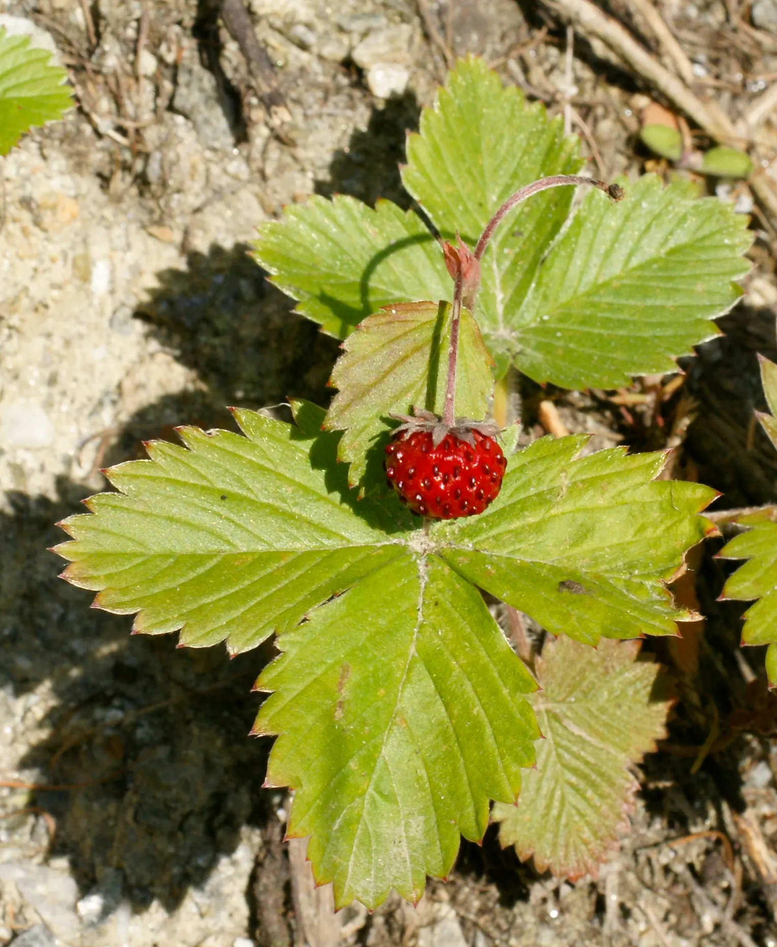 Woodland Strawberry (Fragaria Vesca Ssp. Californica) — white flowers in the garden; californica, is an enchanting addition to any garden, offering both