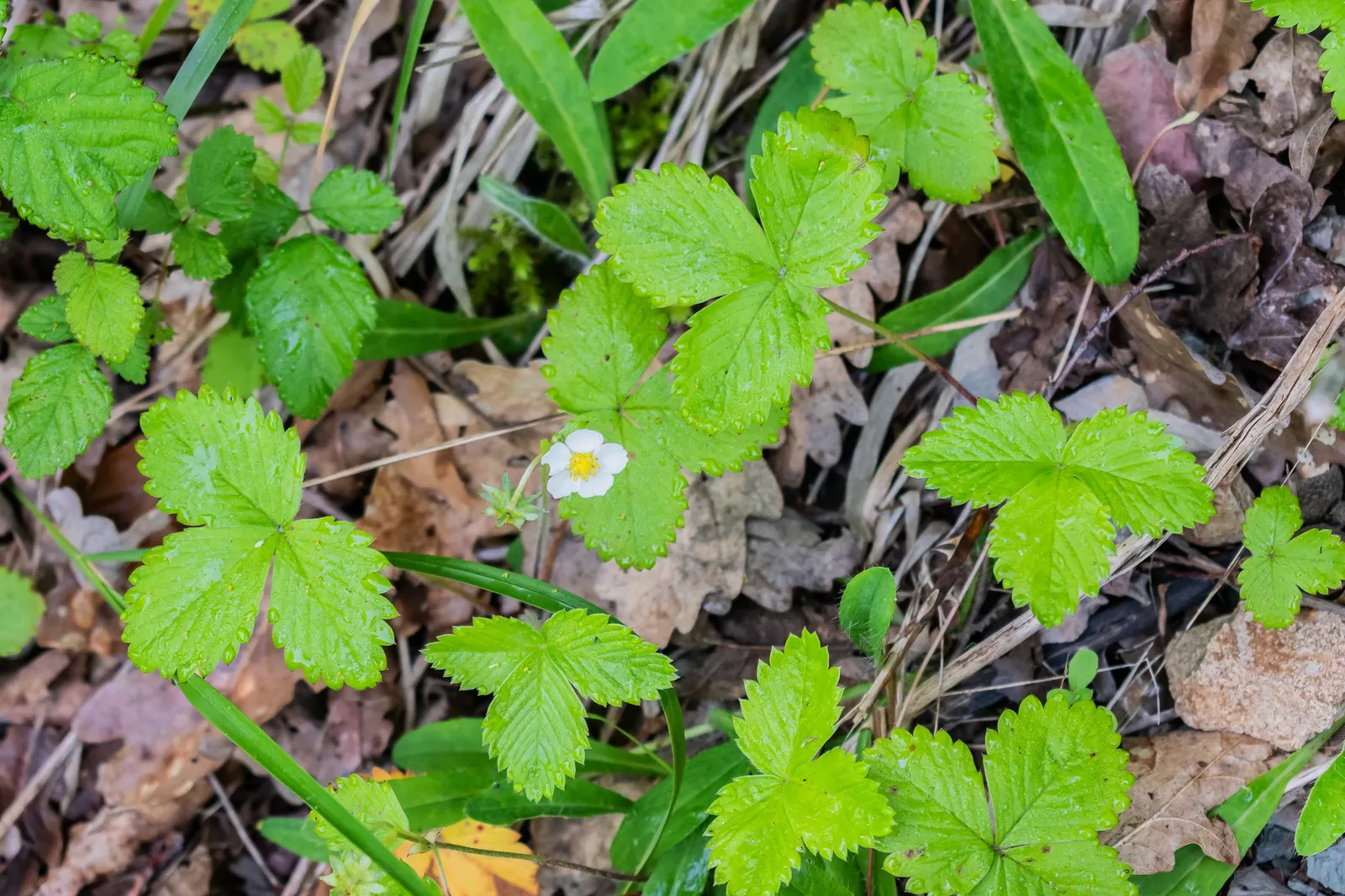 Woodland Strawberry (Fragaria Vesca Ssp. Californica) — Preferring partial shade, this hardy plant endows gardens with edible fruit and year-round, image 80