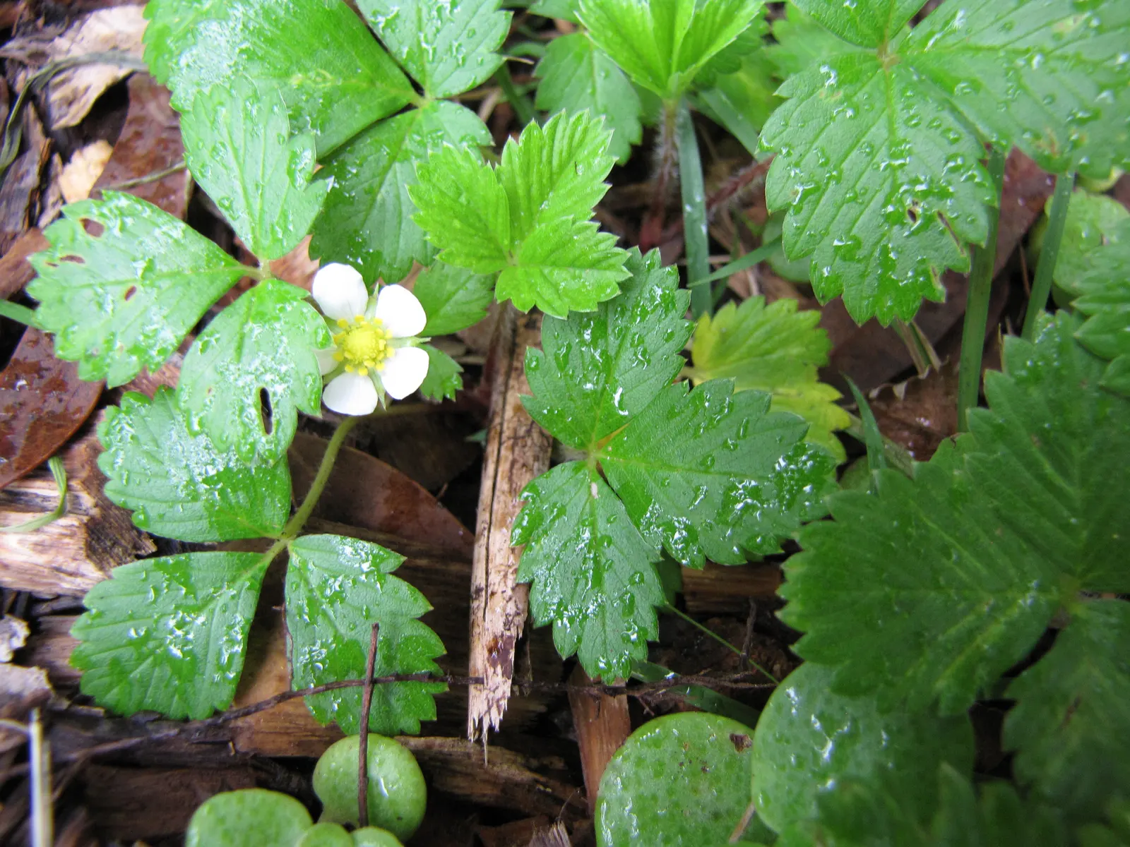 Woodland Strawberry (Fragaria Vesca Ssp. Californica) — The Woodland Strawberry, Fragaria vesca ssp; with a height of about 6 inches and a spread, image 51
