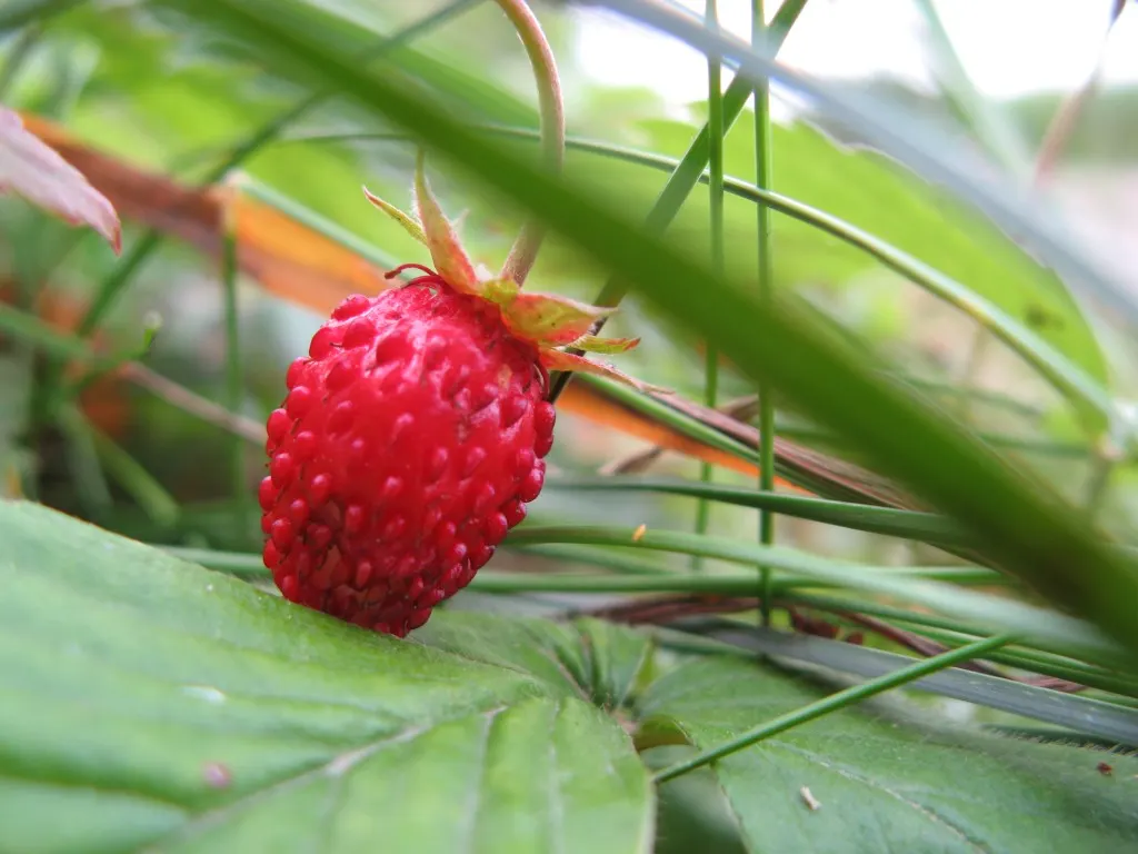 Woodland Strawberry (Fragaria Vesca Ssp. Californica) — californica, is a petite perennial, thriving in USDA zones 5-9
