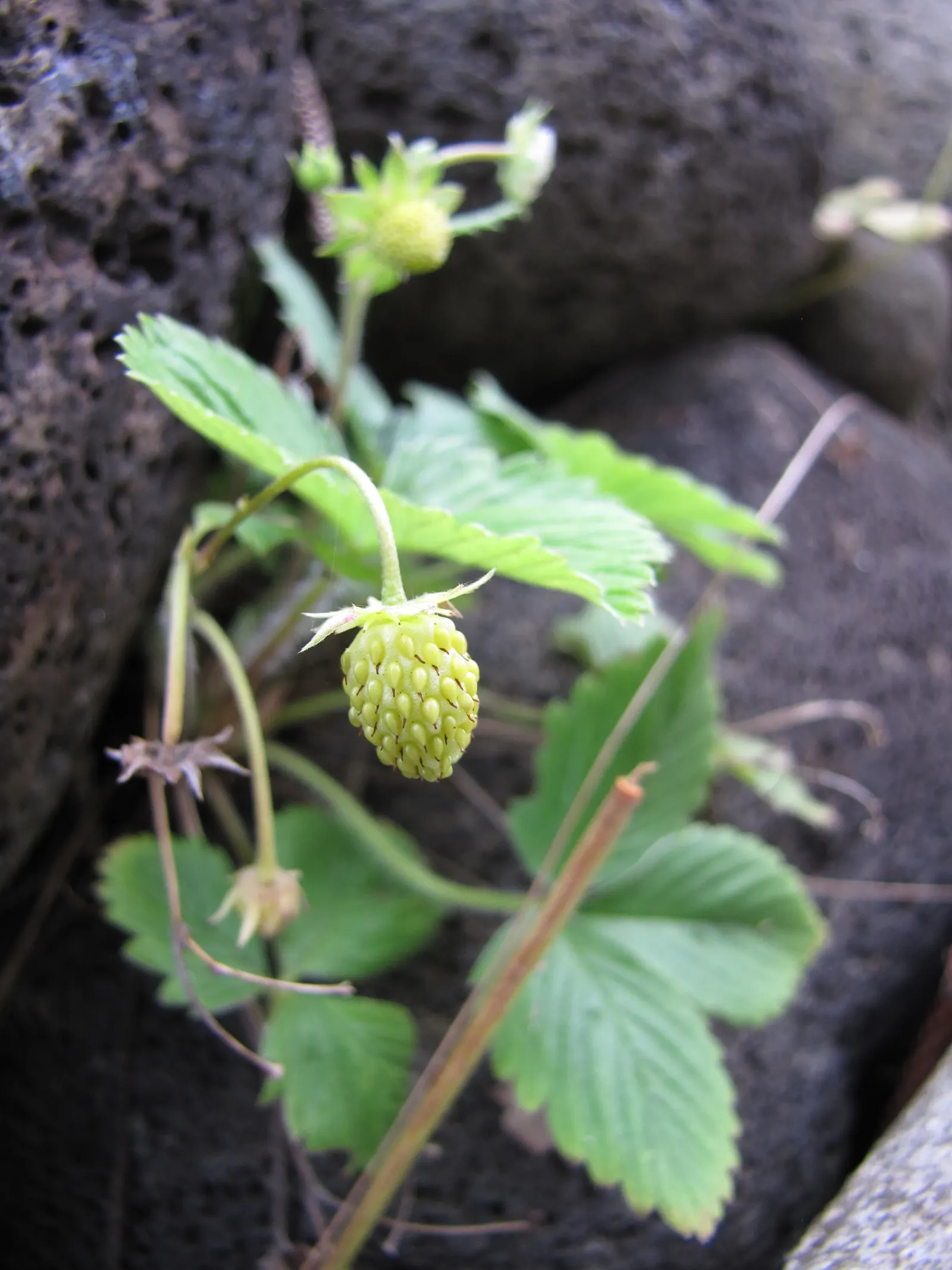 Woodland Strawberry (Fragaria Vesca Ssp. Californica) — Ideal for borders and naturalistic plantings; green backdrop from which the dainty white, image 56