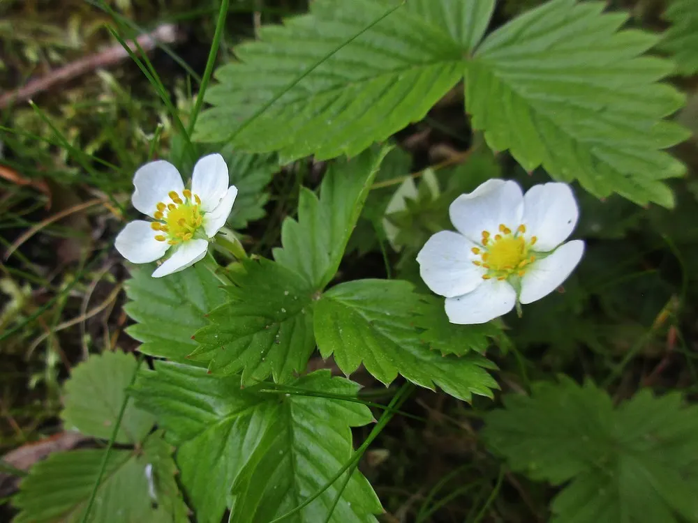 Woodland Strawberry (Fragaria Vesca Ssp. Californica) — adding an interactive component to your garden.<br><br>Beyond its ornamental and gustatory, image 43