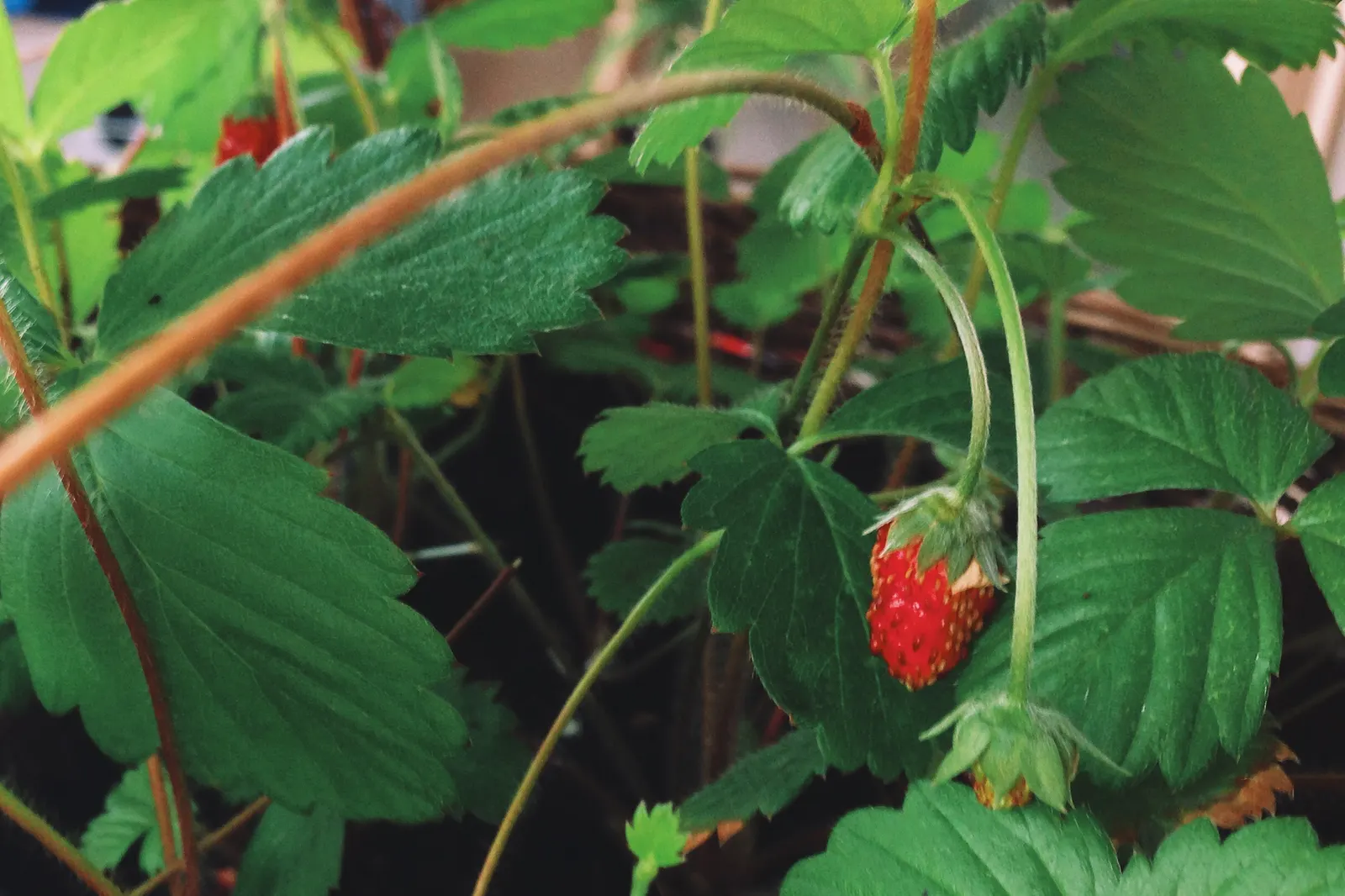 Woodland Strawberry (Fragaria Vesca Ssp. Californica) — The Woodland Strawberry, scientifically known as Fragaria vesca ssp
