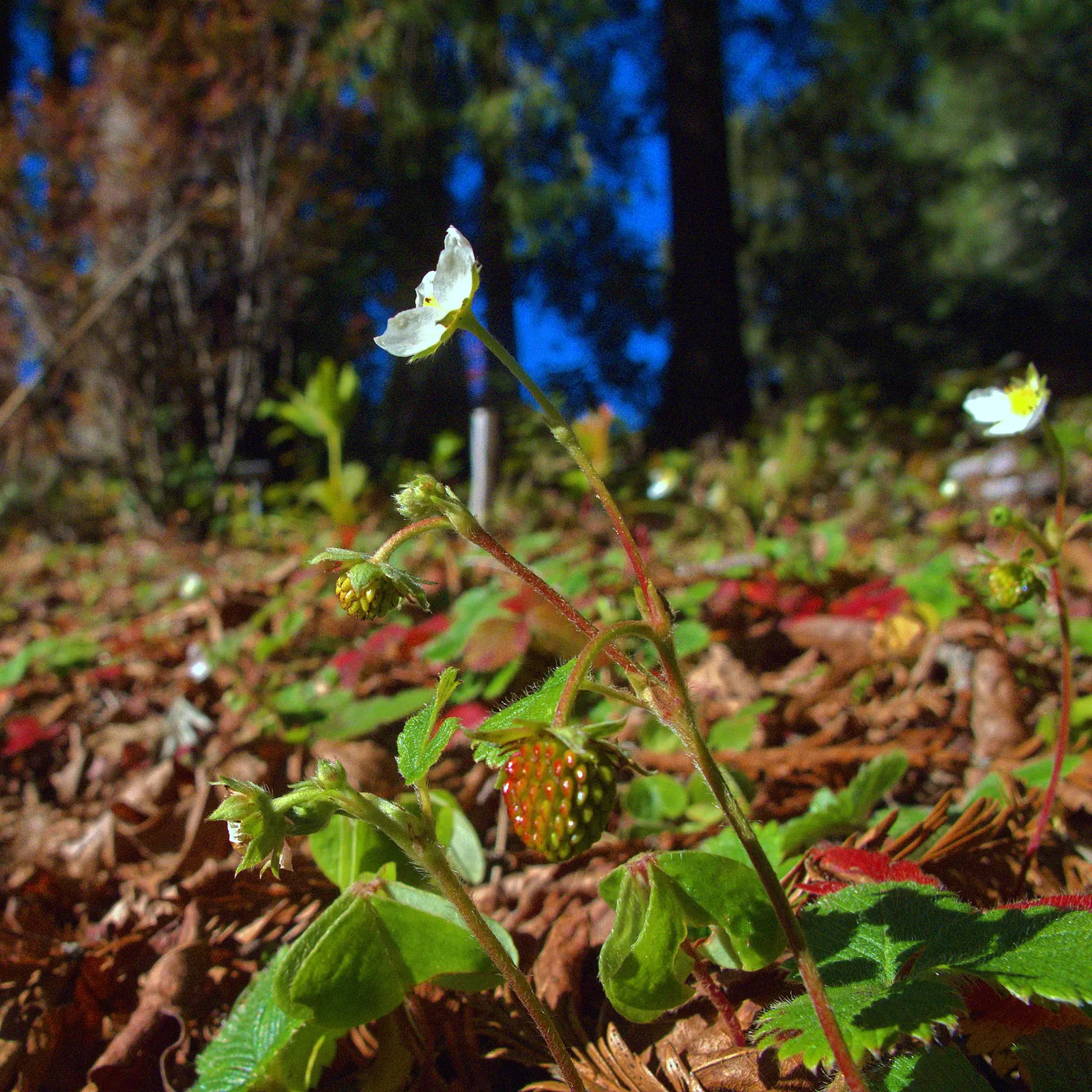 Woodland Strawberry (Fragaria Vesca Ssp. Californica) — With a height of about 6 inches and a spread of up to 12 inches, it forms a lush, low ground cover