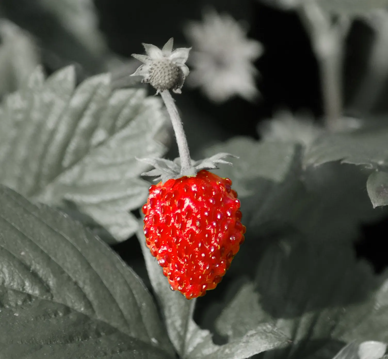 Woodland Strawberry (Fragaria Vesca Ssp. Californica) — The fruit appeals not only to the human palate but also attracts local wildlife; the Woodland