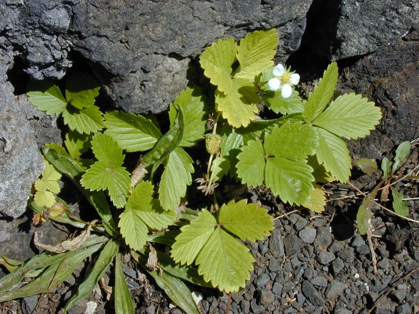 Woodland Strawberry (Fragaria Vesca Ssp. Californica) — allowing it to snugly nestle into small garden spaces or serve as an attractive, image 61