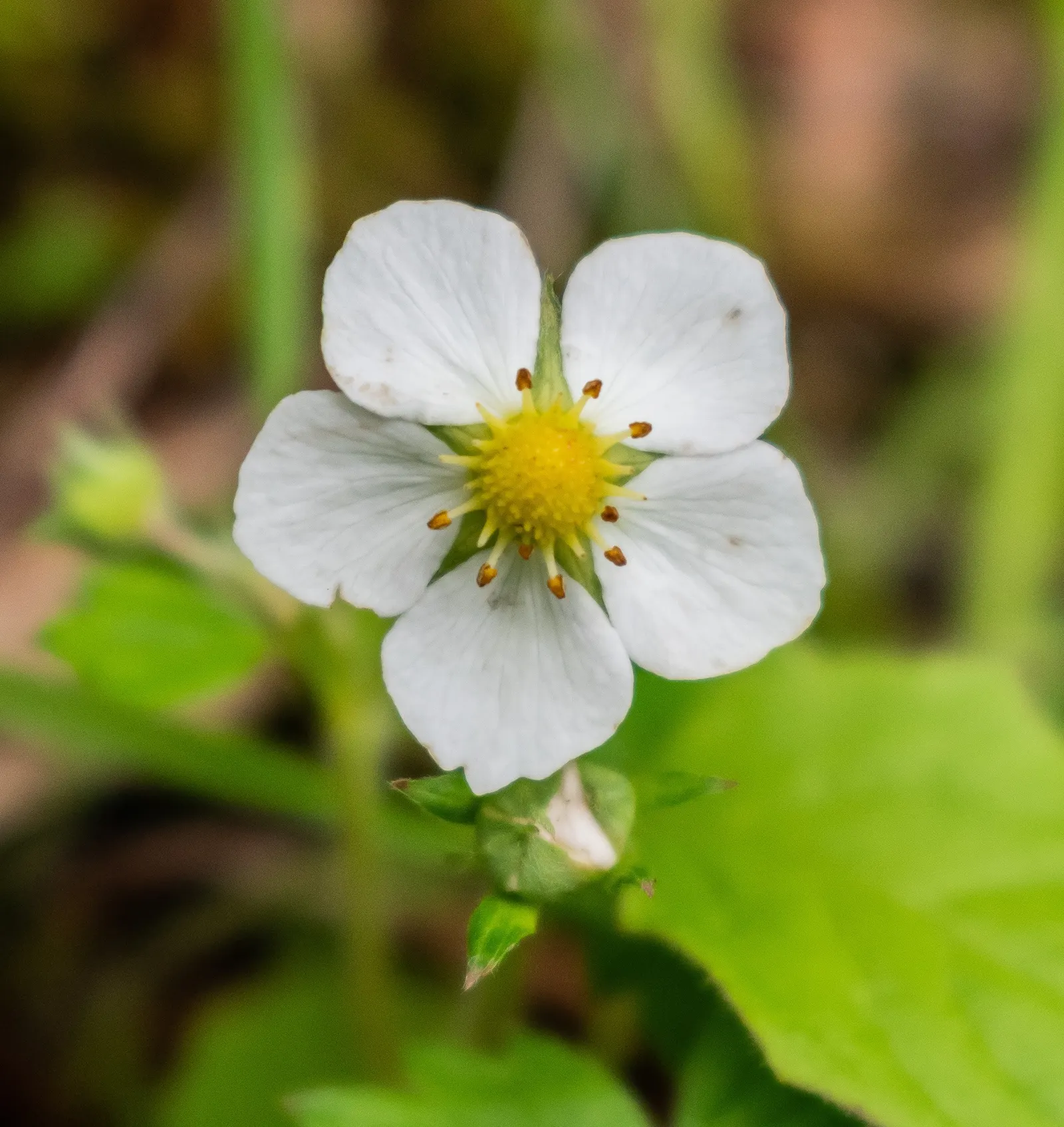 Woodland Strawberry (Fragaria Vesca Ssp. Californica) — When incorporating this ground jewel into your design; the Woodland Strawberry, Fragaria vesca ssp