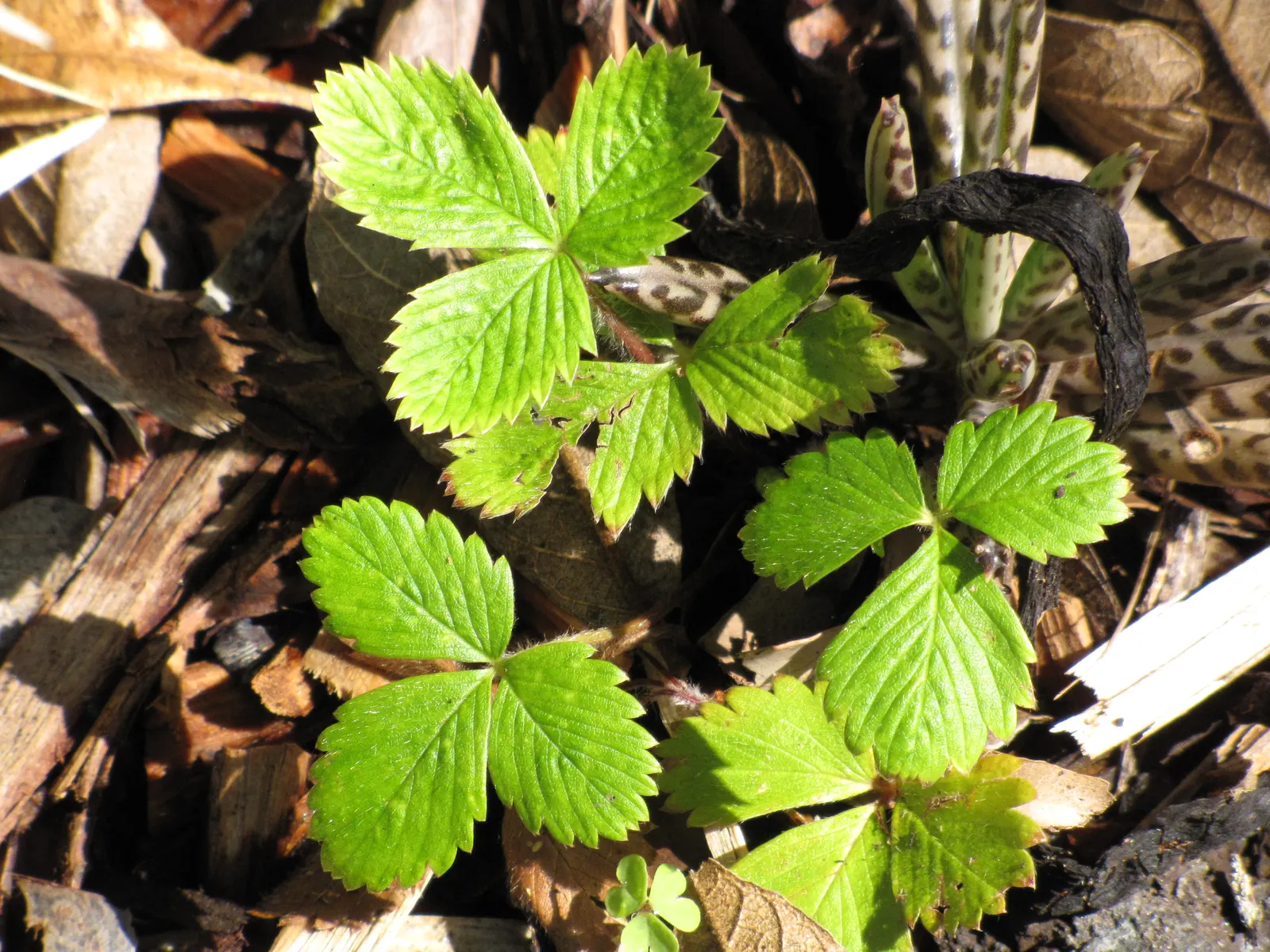 Woodland Strawberry (Fragaria Vesca Ssp. Californica) — the Woodland Strawberry typically reaches a modest height of 6 to 12 inches