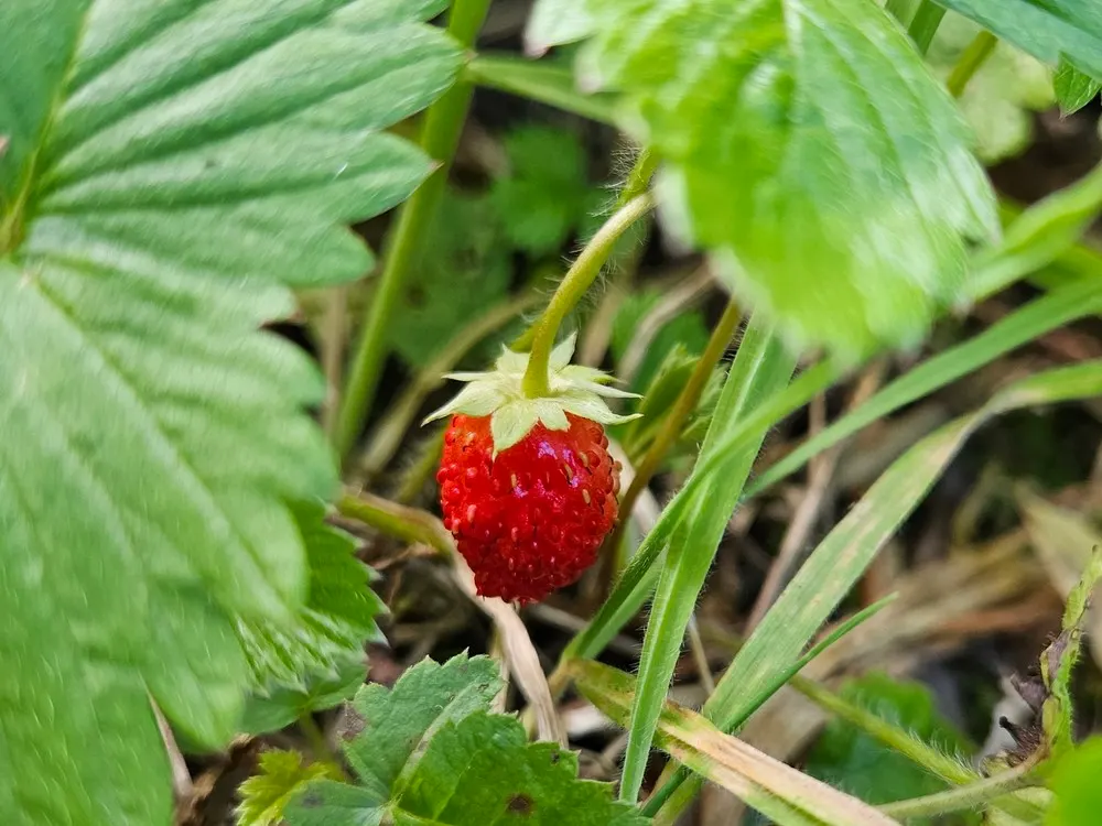 Woodland Strawberry (Fragaria Vesca Ssp. Californica) — Ideal for borders and naturalistic plantings
