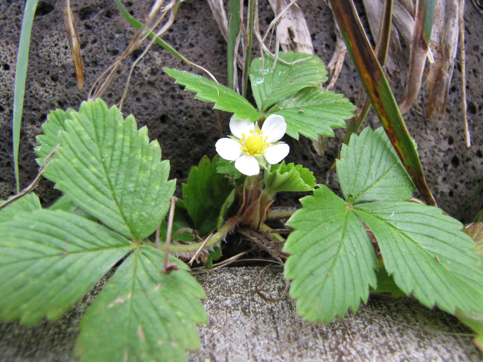 Woodland Strawberry (Fragaria Vesca Ssp. Californica) — ground cover / perennial with white blooms; yet exceedingly flavorful
