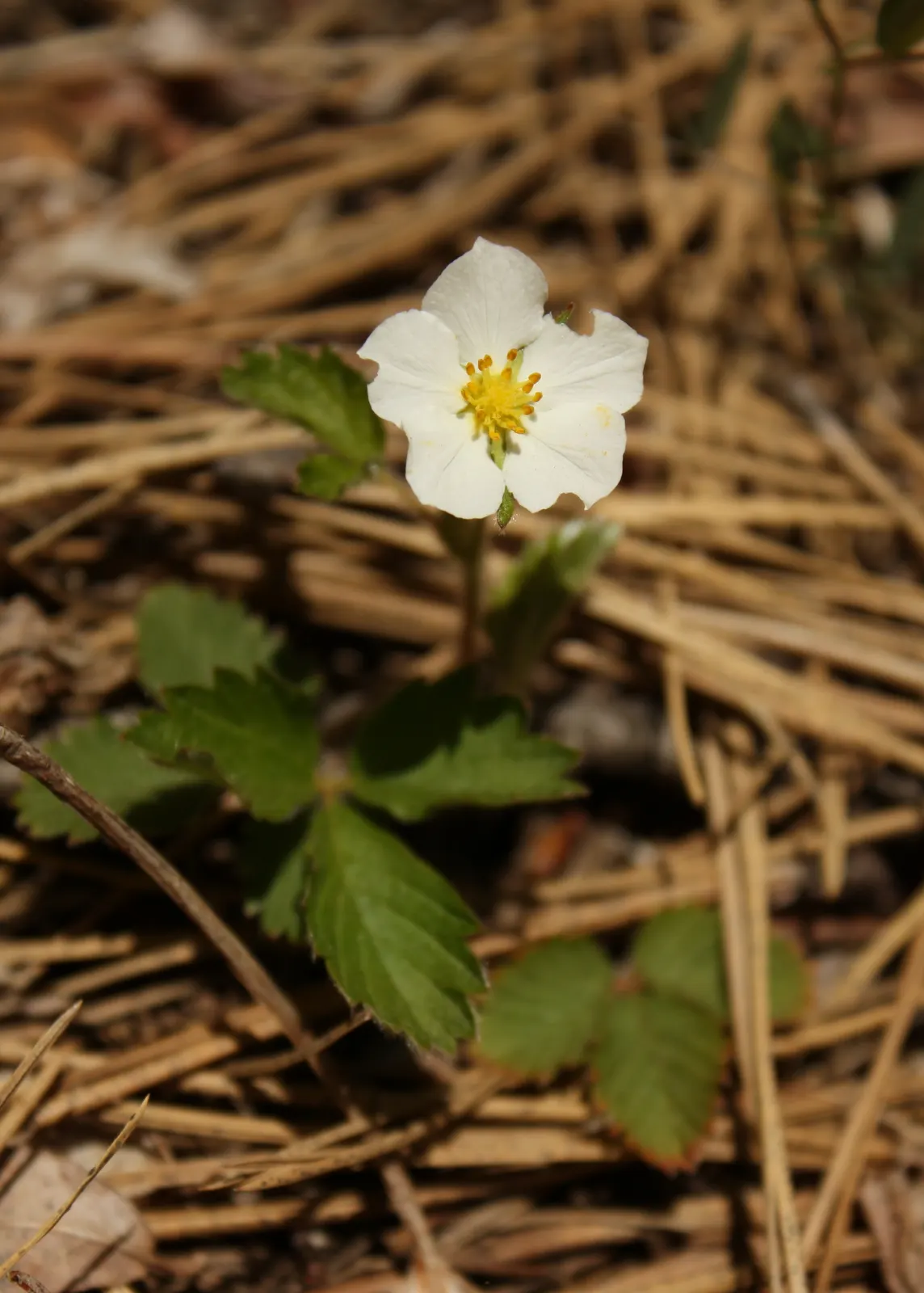 Woodland Strawberry (Fragaria Vesca Ssp. Californica) — making it versatile for various garden settings.<br><br>Delicate; ideal for borders and, image 62