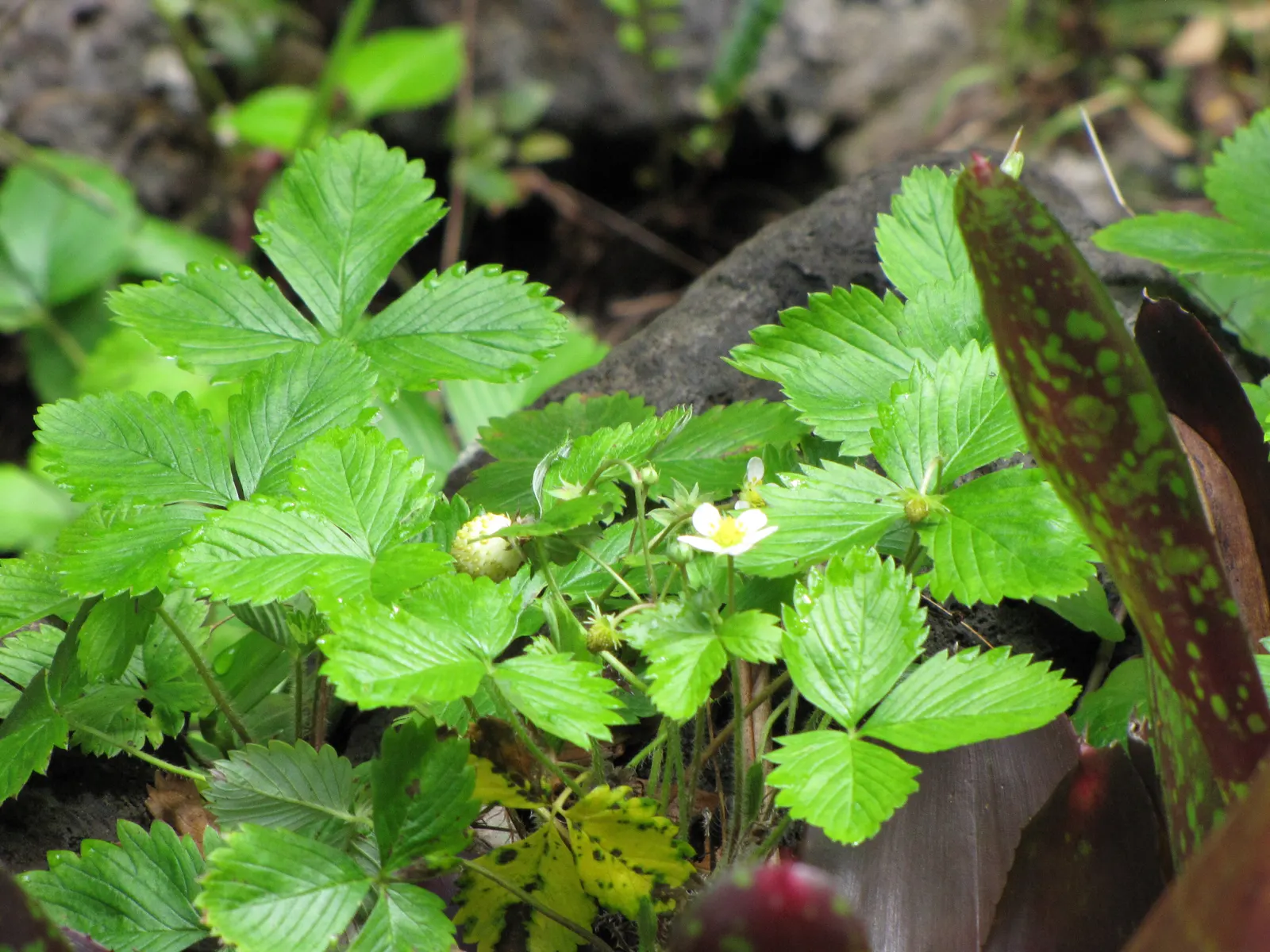 Woodland Strawberry (Fragaria Vesca Ssp. Californica) — It boasts delicate white flowers and luscious red berries, approximately 0.5-1 inch in diameter
