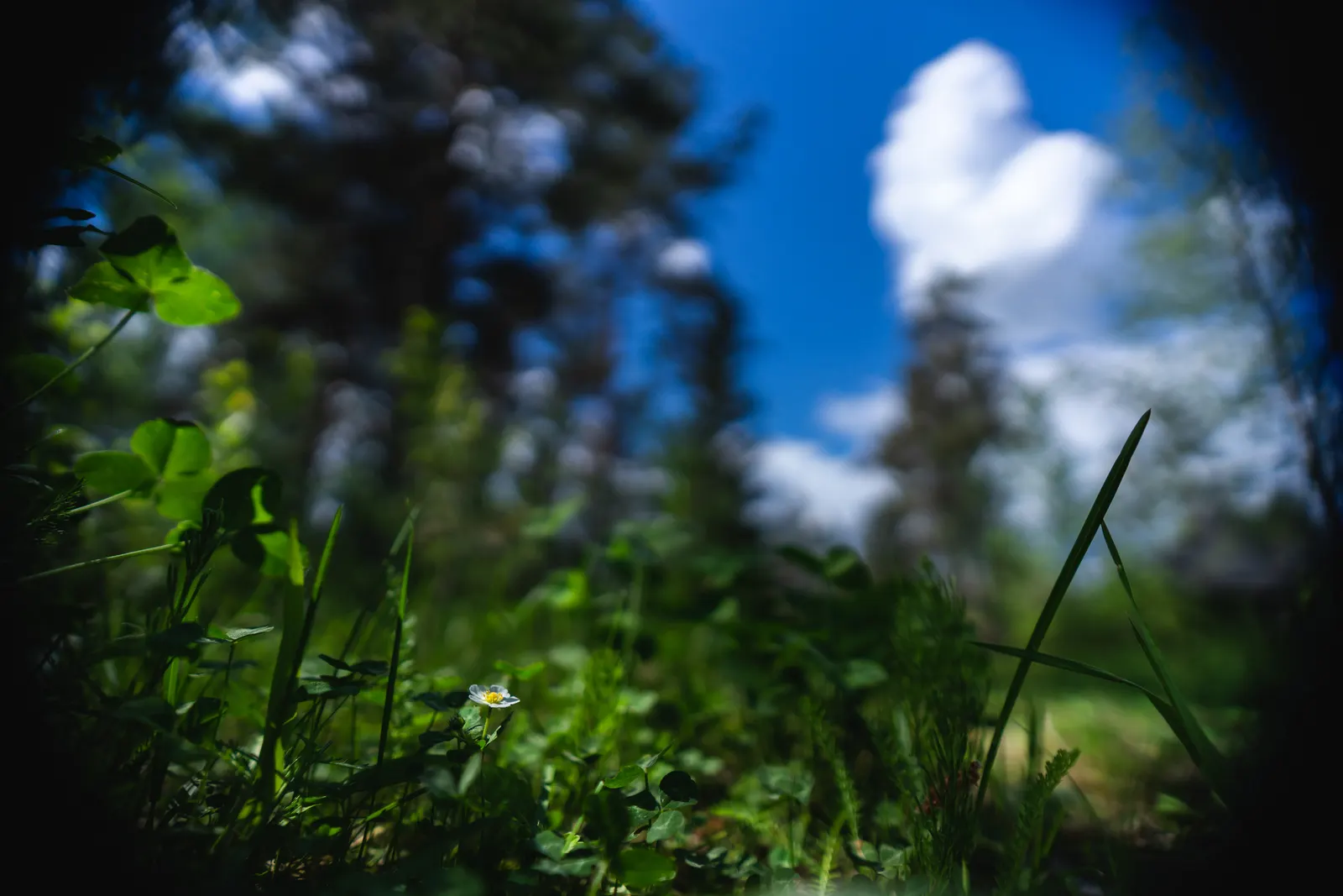 Woodland Strawberry (Fragaria Vesca Ssp. Californica) — ground cover / perennial for full or half or shade; when incorporating this ground jewel into your