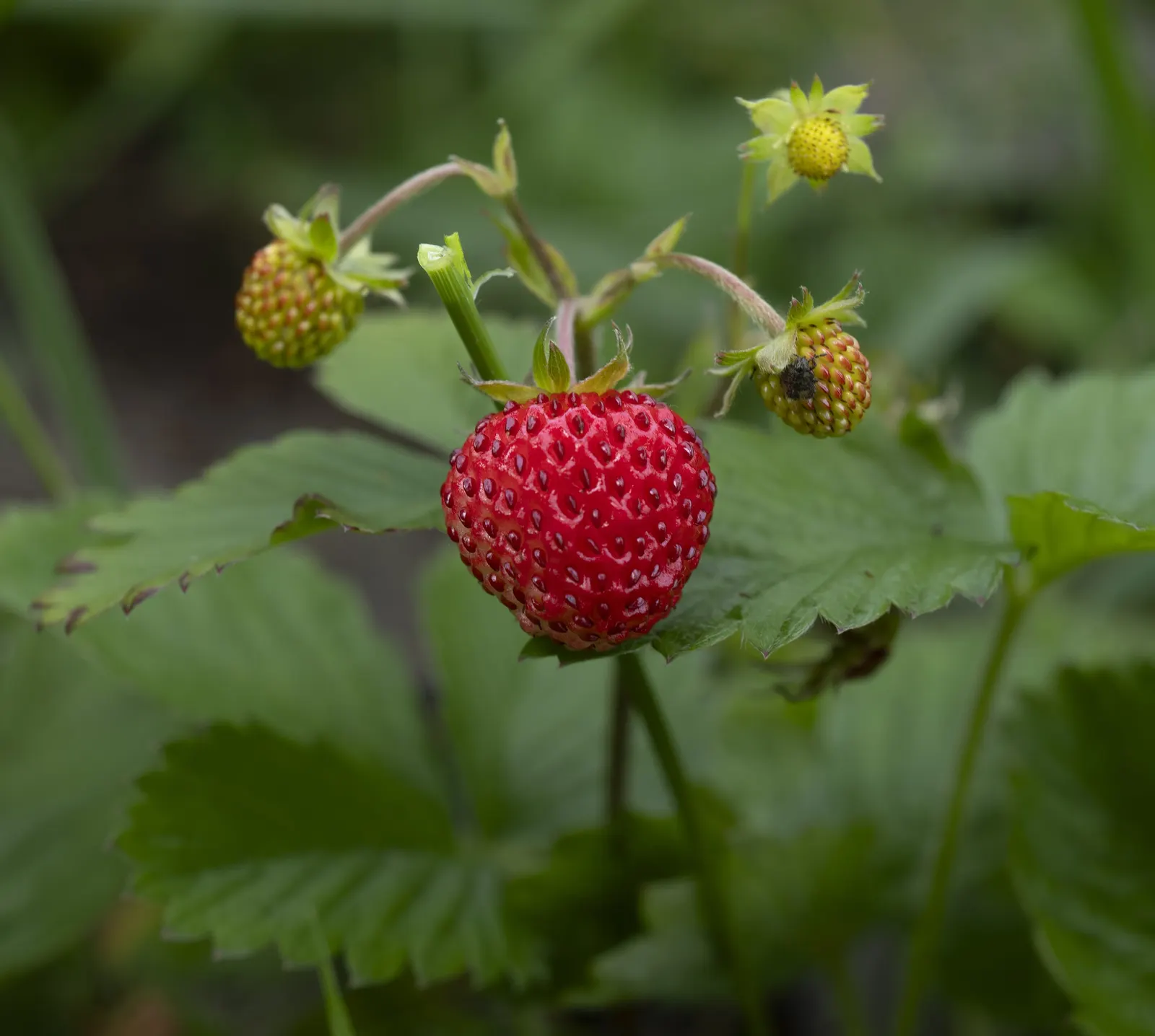 Woodland Strawberry (Fragaria Vesca Ssp. Californica) — with a slightly wider spread of 12 to 18 inches; including birds and butterflies, image 60