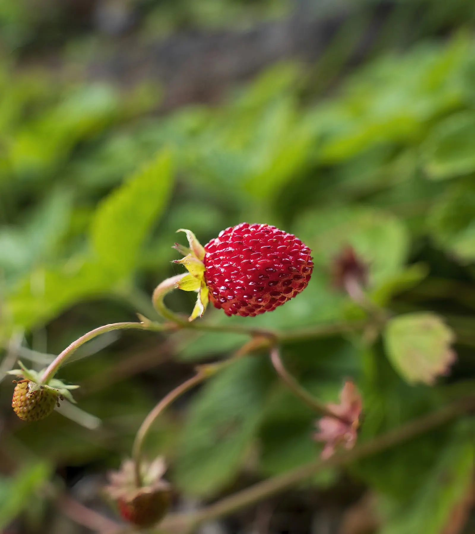 Woodland Strawberry (Fragaria Vesca Ssp. Californica) — the Woodland Strawberry typically reaches a modest height of 6 to 12 inches; with a, image 59