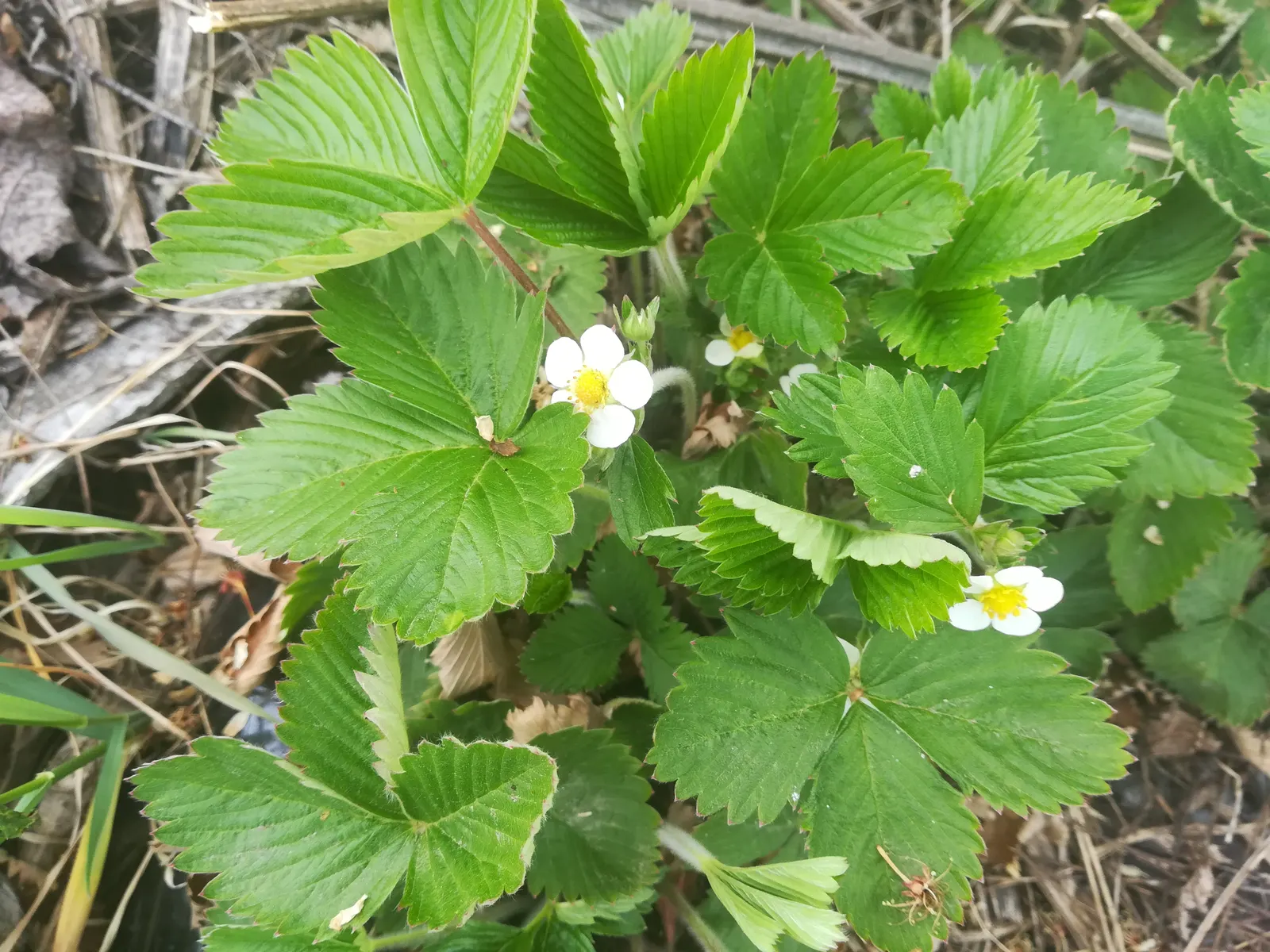 Woodland Strawberry (Fragaria Vesca Ssp. Californica) — with a slightly wider spread of 12 to 18 inches