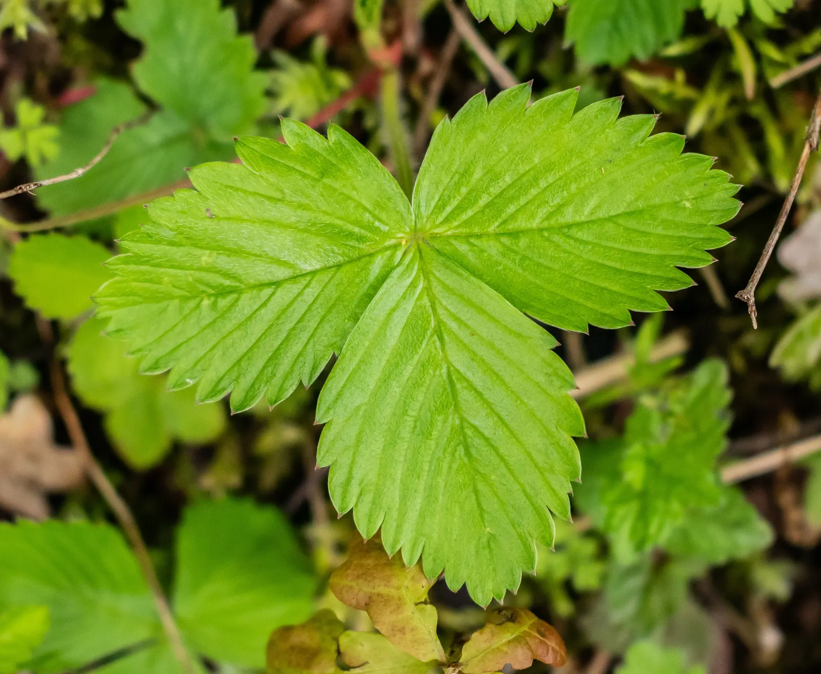 Woodland Strawberry (Fragaria Vesca Ssp. Californica) — including birds and butterflies; the fruit appeals not only to the human palate but also attracts local