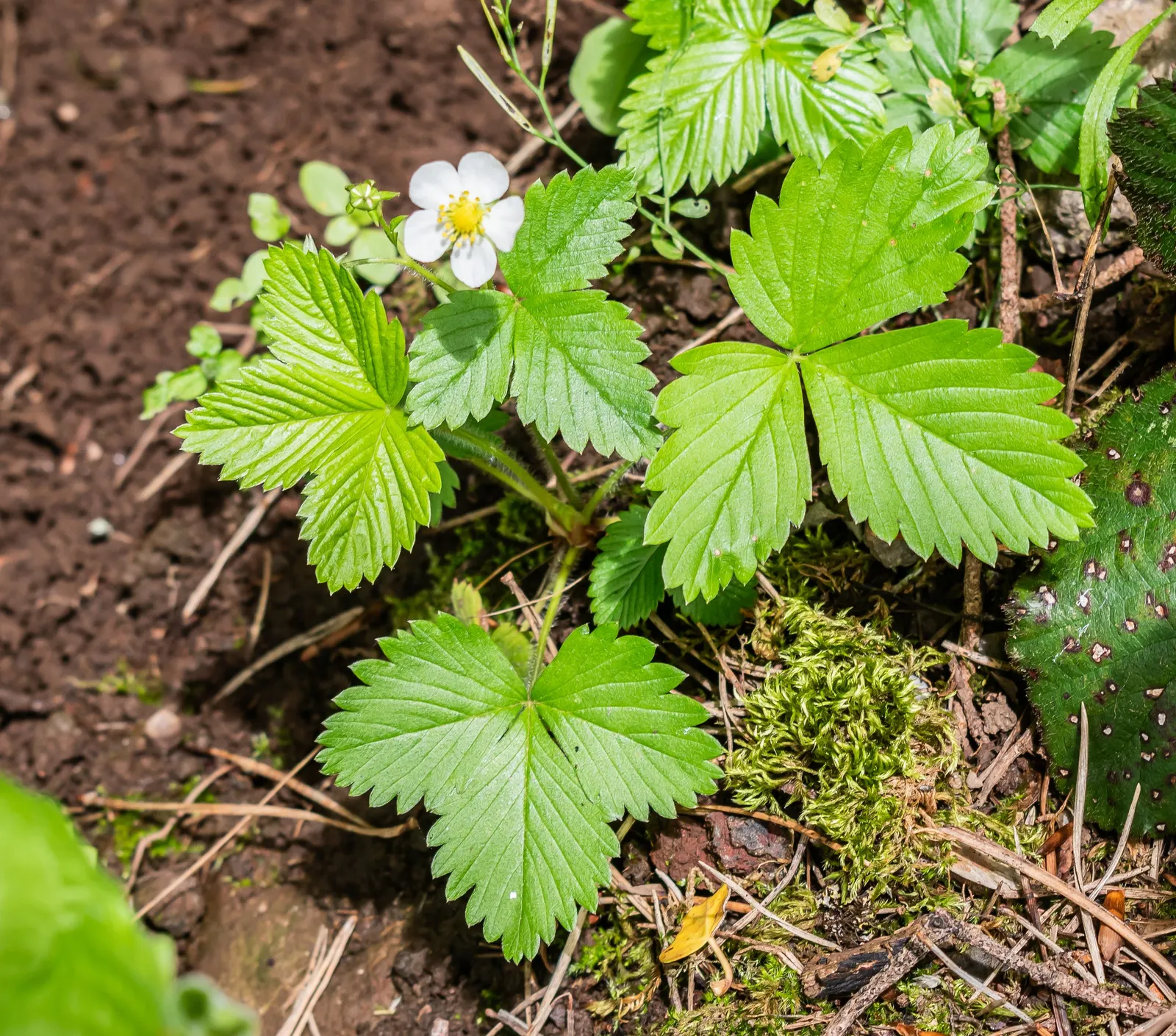 Woodland Strawberry (Fragaria Vesca Ssp. Californica) — californica, is an enchanting addition to any garden, offering both aesthetic charm and, image 58