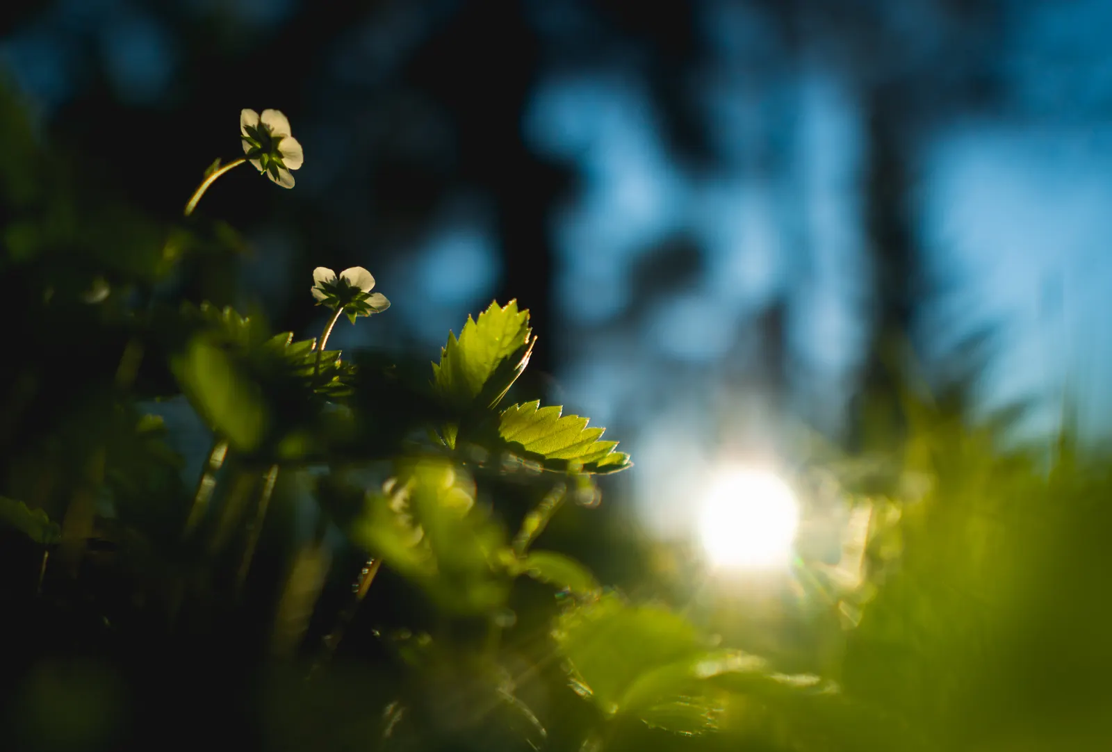 Woodland Strawberry (Fragaria Vesca Ssp. Californica) — and can act as an effective erosion control agent on slopes; the Woodland Strawberry is low-maintenance