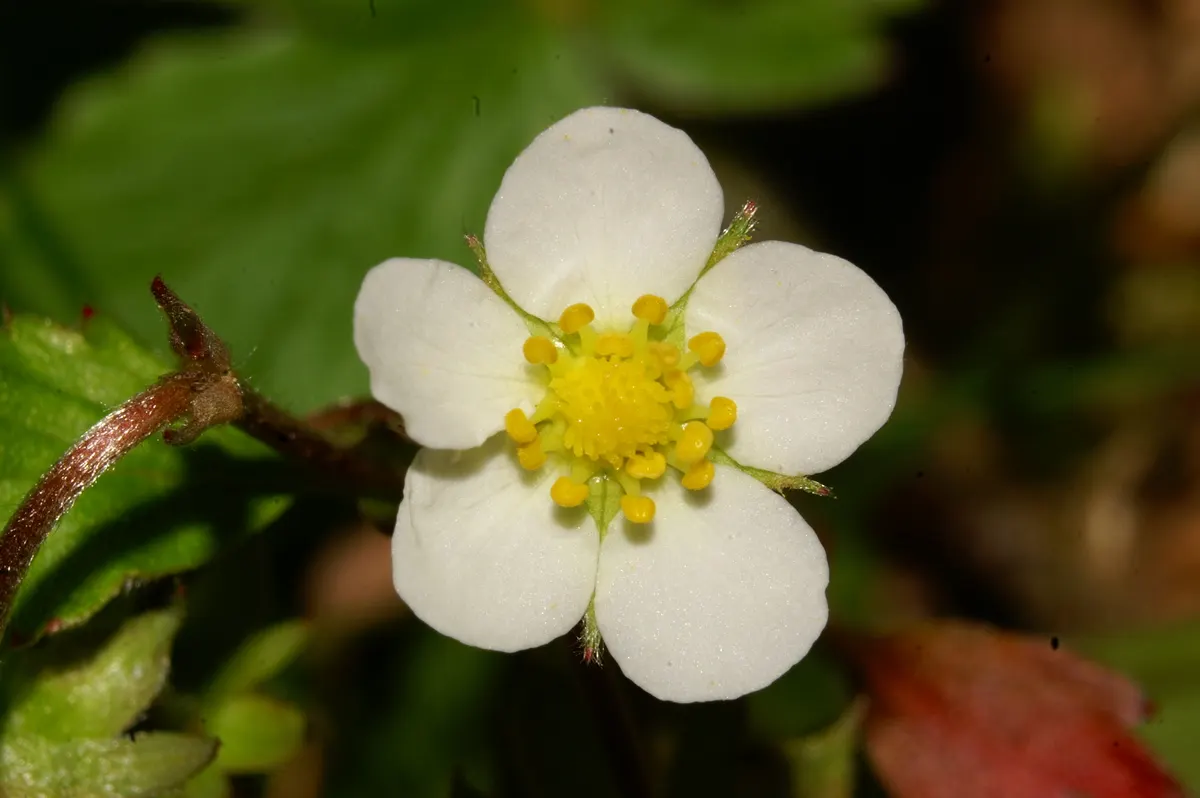 Woodland Strawberry (Fragaria Vesca Ssp. Californica) — californica, is an enchanting addition to any garden, offering both aesthetic charm and practical