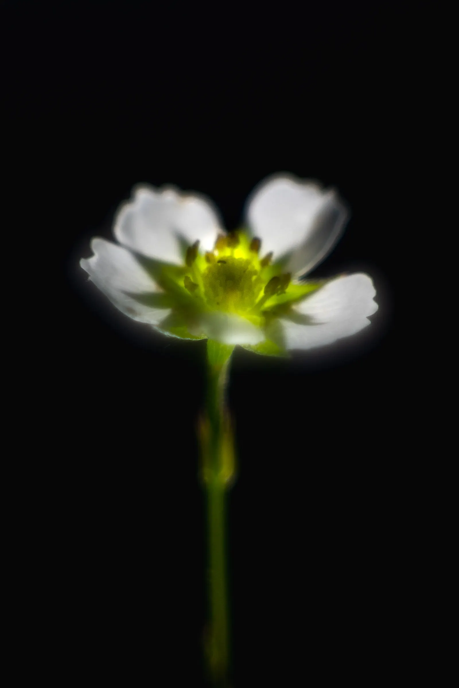 Woodland Strawberry (Fragaria Vesca Ssp. Californica) — yet exceedingly flavorful; californica, is a petite perennial, thriving in USDA zones 5-9