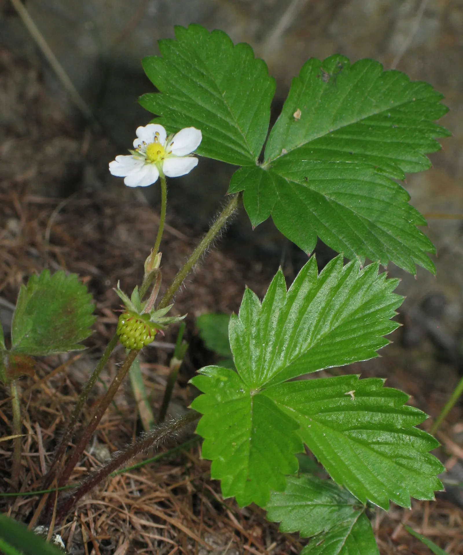 Woodland Strawberry (Fragaria Vesca Ssp. Californica) — californica, is a petite perennial, thriving in USDA zones 5-9; allowing it to snugly, image 52