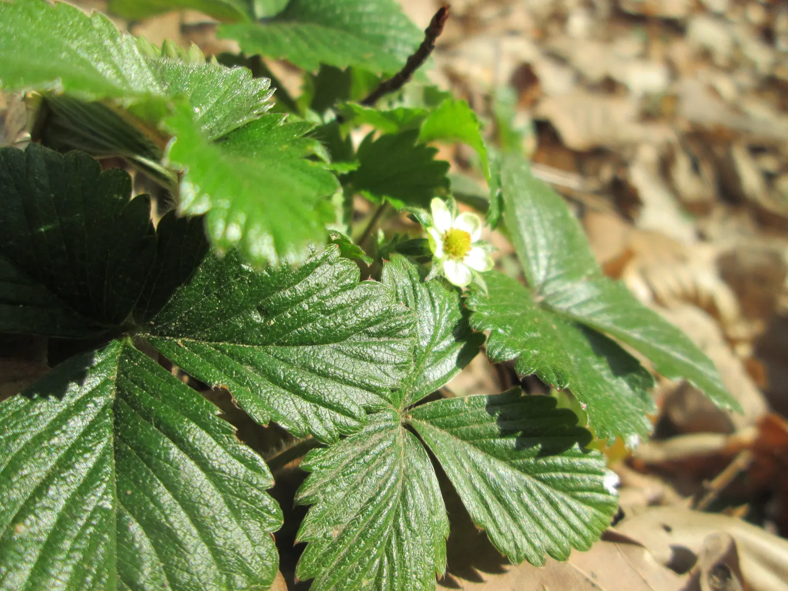 Woodland Strawberry (Fragaria Vesca Ssp. Californica) — When incorporating this ground jewel into your design