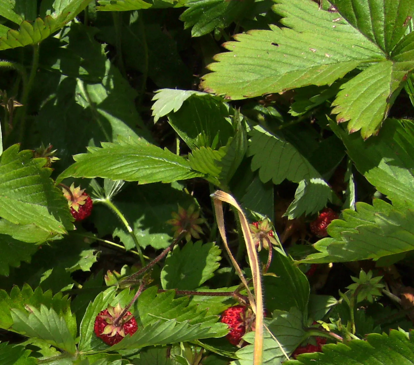 Woodland Strawberry (Fragaria Vesca Ssp. Californica) — ground cover / perennial for full or half or shade