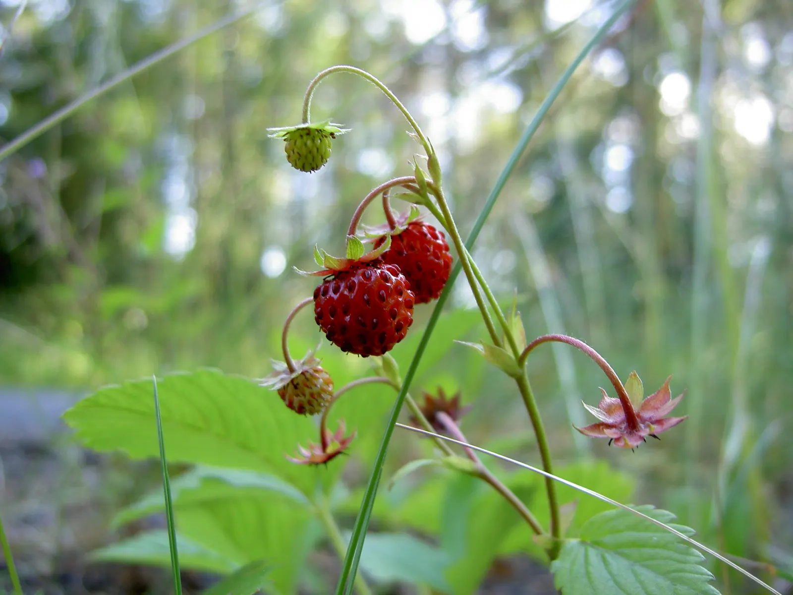 Woodland Strawberry (Fragaria Vesca Ssp. Californica) — The fruit appeals not only to the human palate but also attracts local wildlife