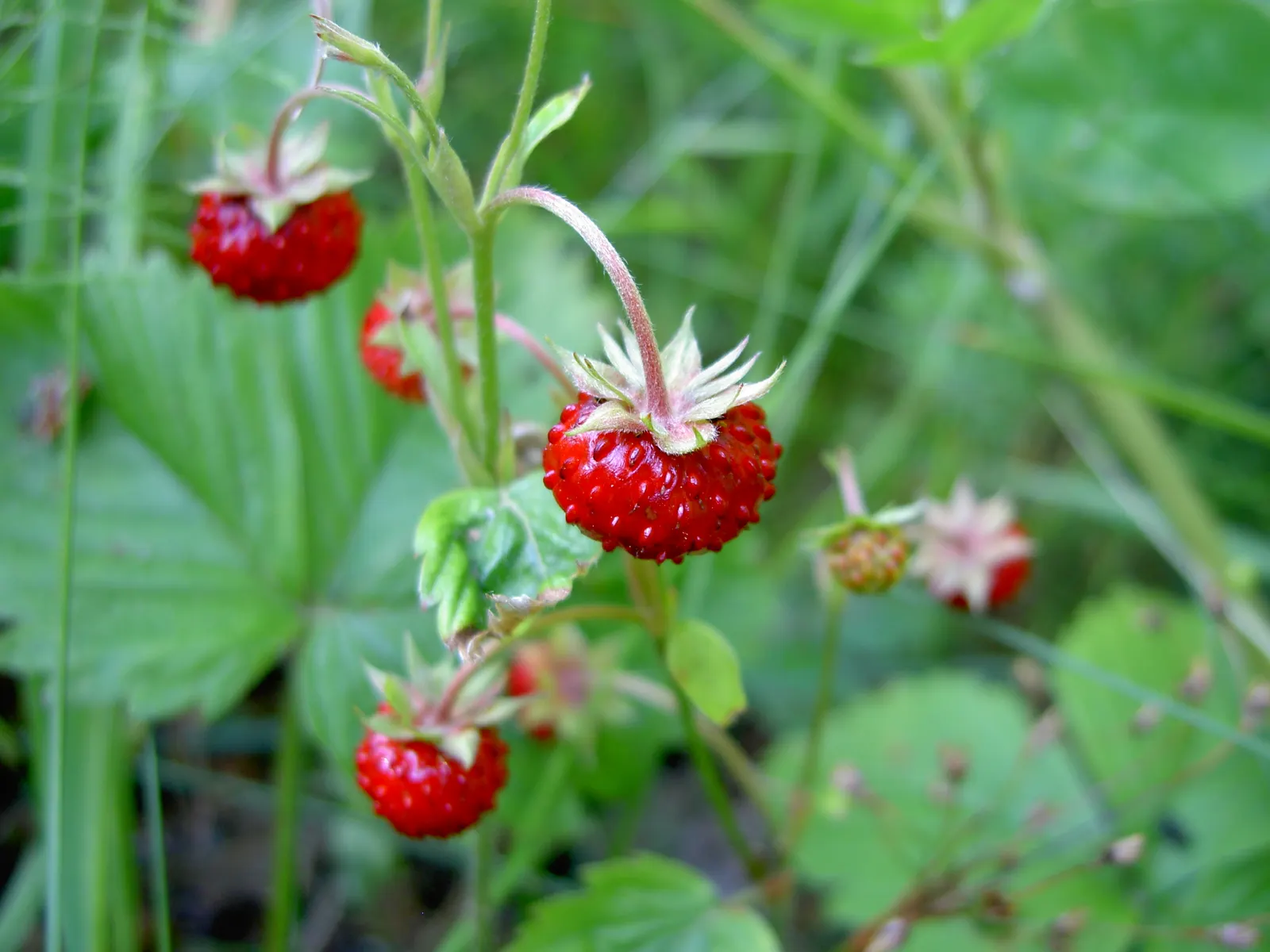 Woodland Strawberry (Fragaria Vesca Ssp. Californica) — green backdrop from which the dainty white flowers emerge in spring; drought-resistant once, image 64