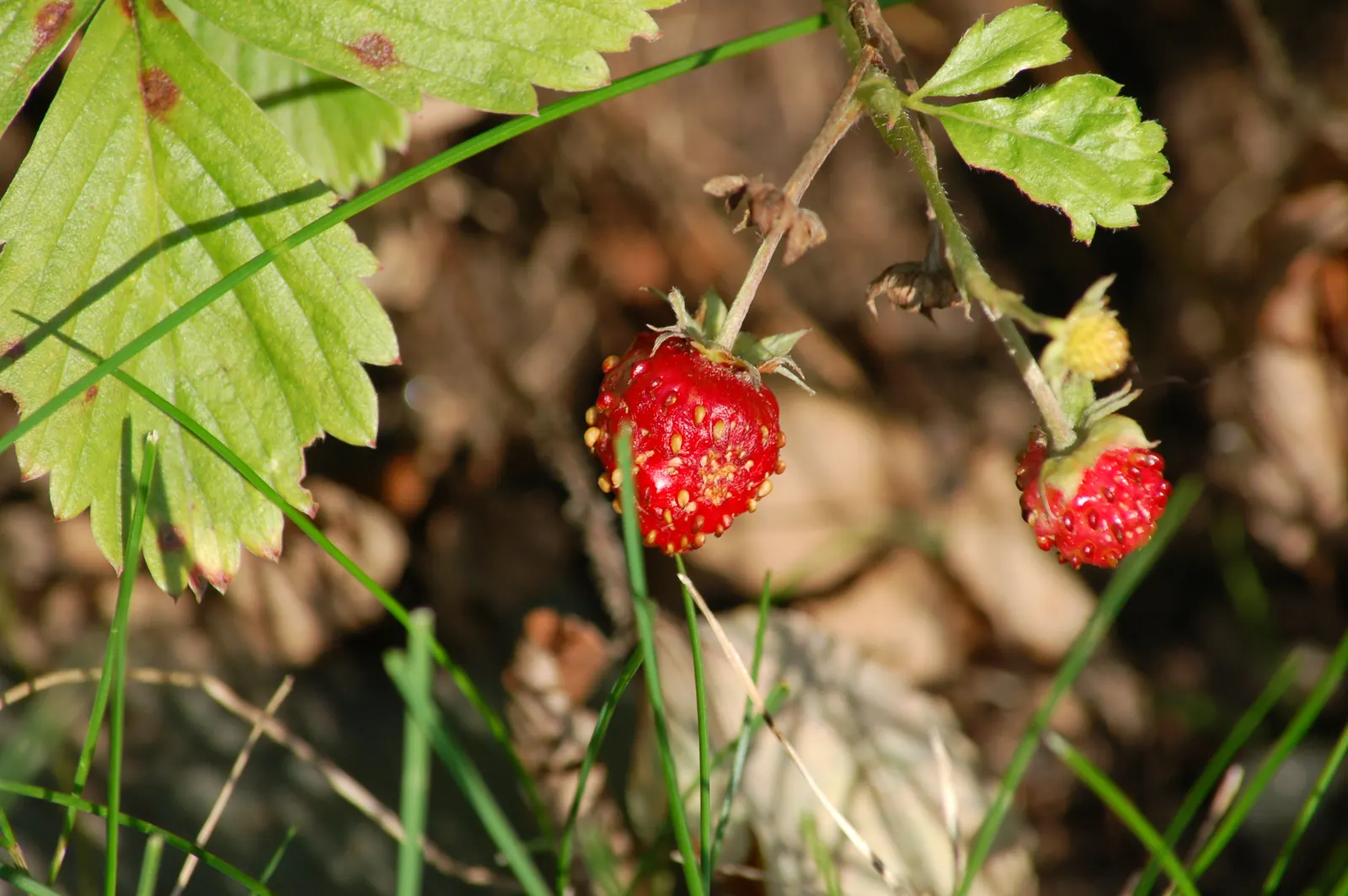 Woodland Strawberry (Fragaria Vesca Ssp. Californica) — including birds and butterflies