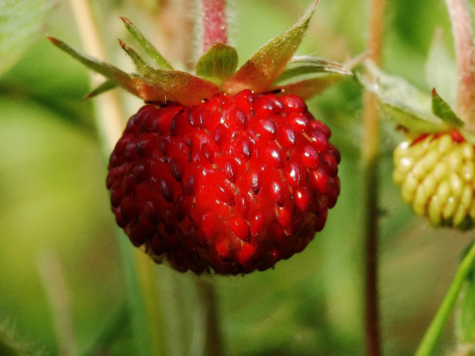 Woodland Strawberry (Fragaria Vesca Ssp. Californica) — adding an interactive component to your garden.<br><br>Beyond its ornamental and gustatory offerings